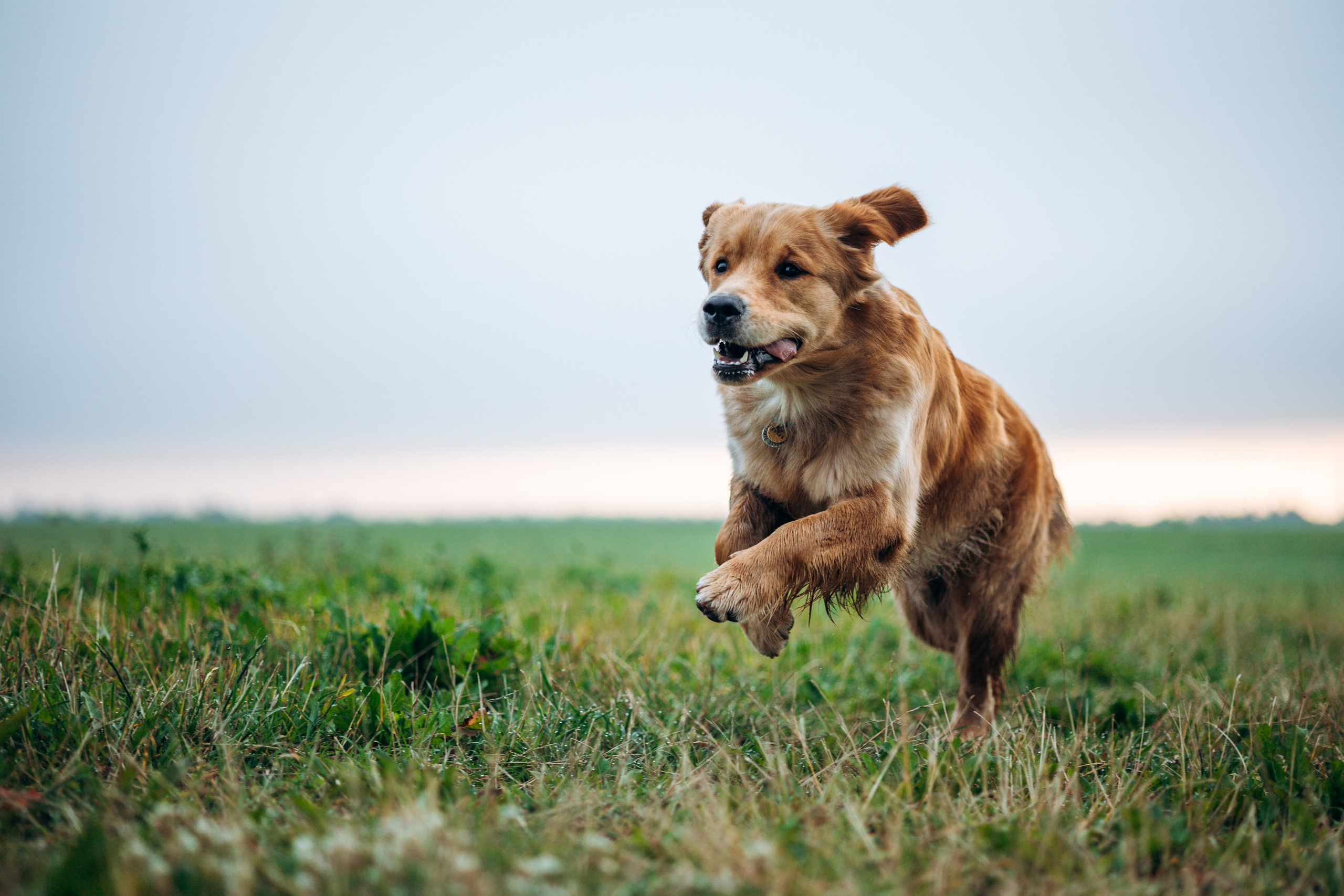 Аня и Ноллан. Фотограф — Анималист | Санкт-Петербург