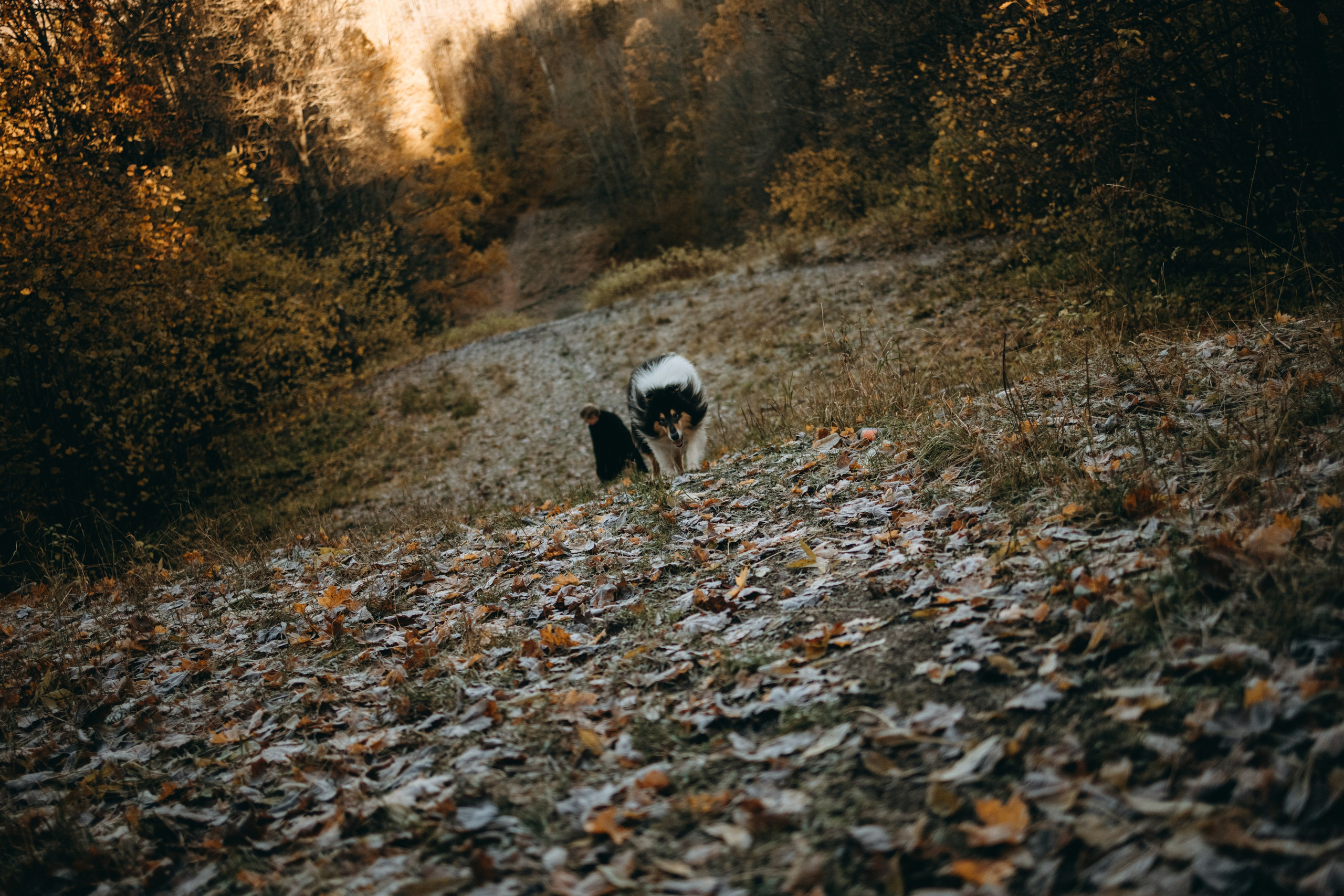 Ия и Барт. Фотограф — Анималист | Санкт-Петербург