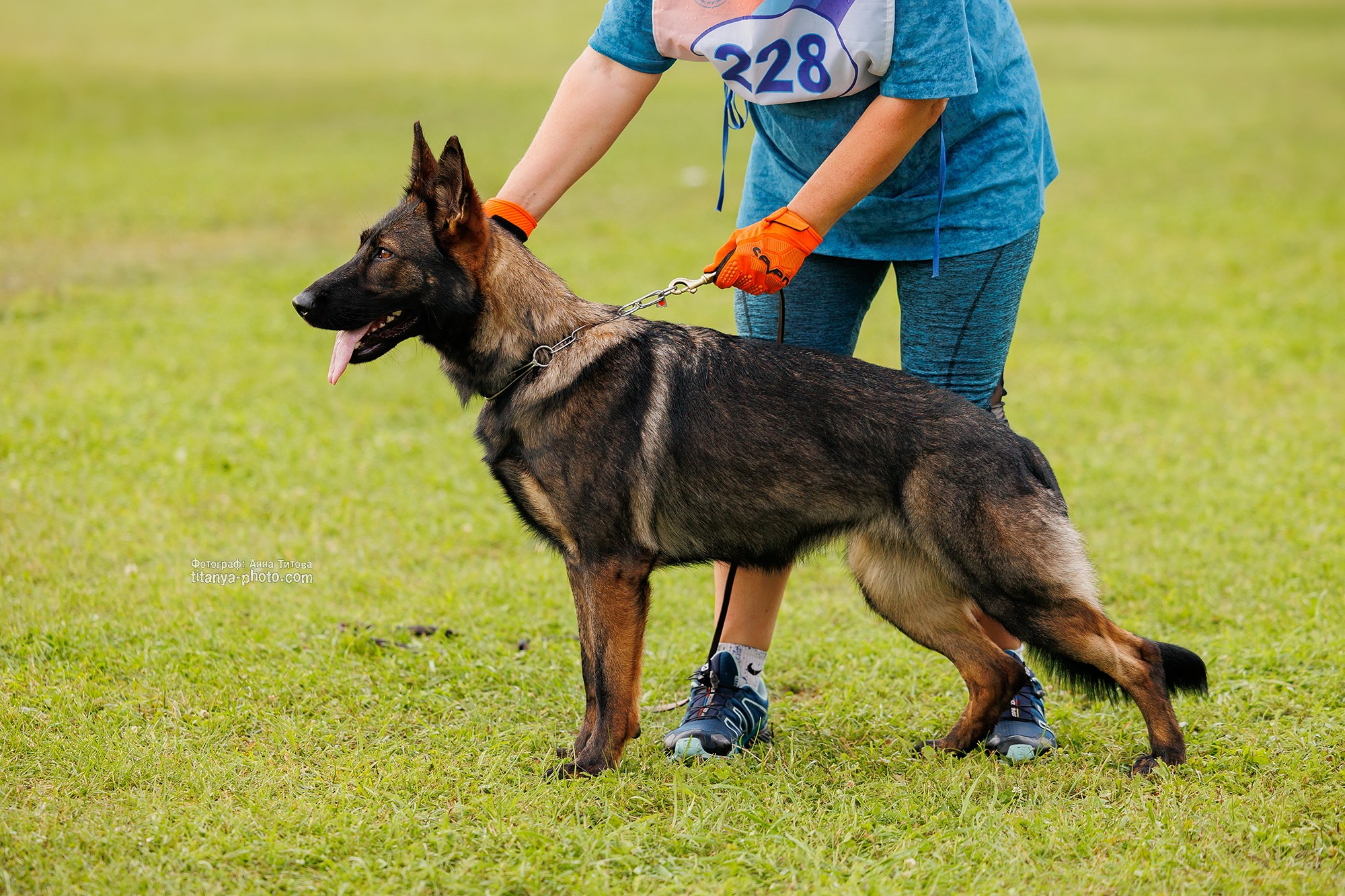 Немецкие овчарки: фото из рингов и вне ринга, мутпроба (фотографии с выставок). Фотограф собак, фотограф-анималист Аня Титова (Titanya). Москва
