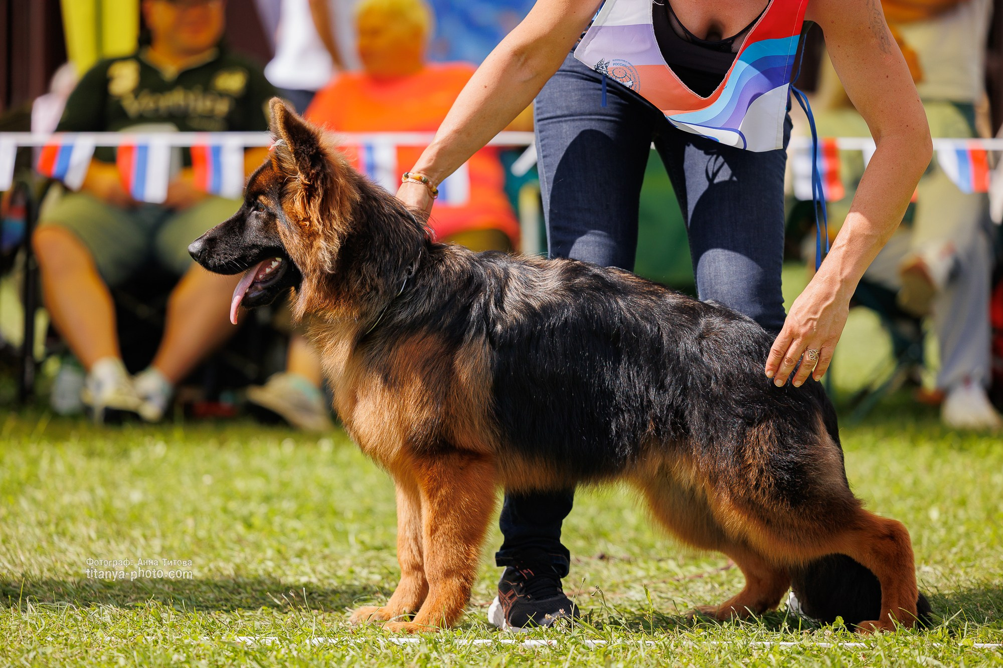 Немецкие овчарки: фото из рингов и вне ринга, мутпроба (фотографии с выставок). Фотограф собак, фотограф-анималист Аня Титова (Titanya). Москва