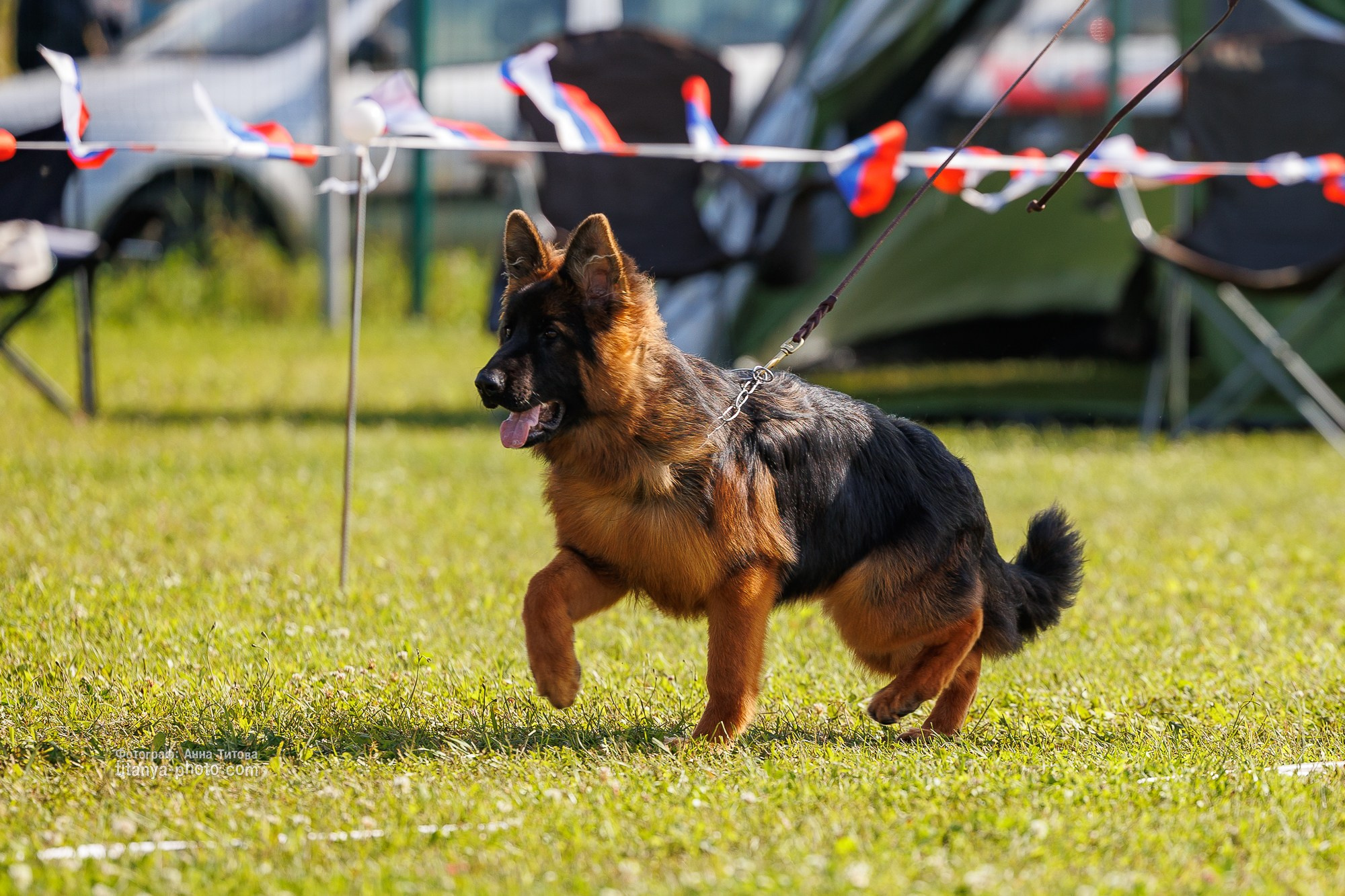 Немецкие овчарки: фото из рингов и вне ринга, мутпроба (фотографии с выставок). Фотограф собак, фотограф-анималист Аня Титова (Titanya). Москва