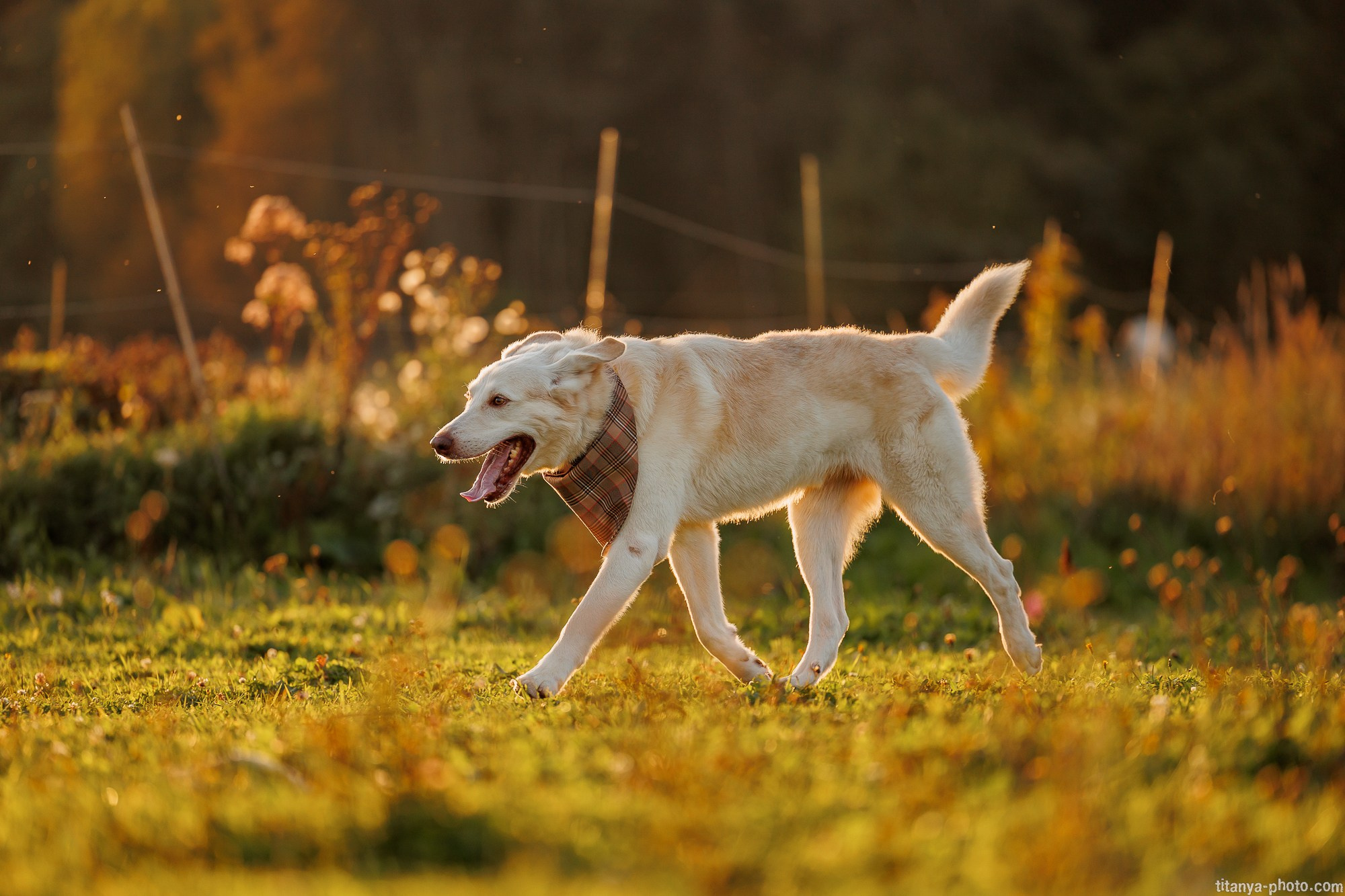 Закатная семейная фотосессия: про Настю и её дружную семью. Фотограф собак, фотограф-анималист Аня Титова (Titanya). Москва