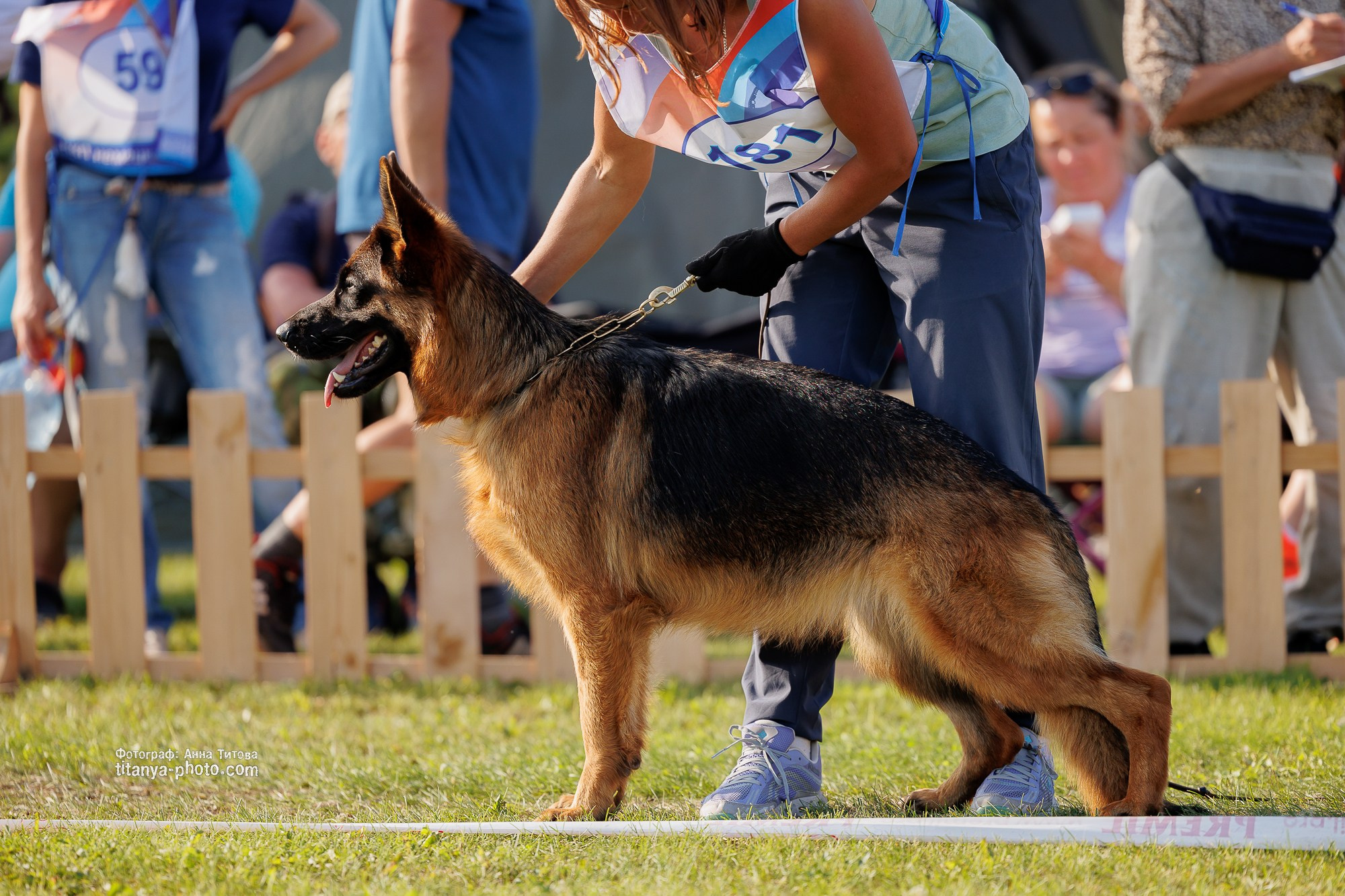 Немецкие овчарки: фото из рингов и вне ринга, мутпроба (фотографии с выставок). Фотограф собак, фотограф-анималист Аня Титова (Titanya). Москва