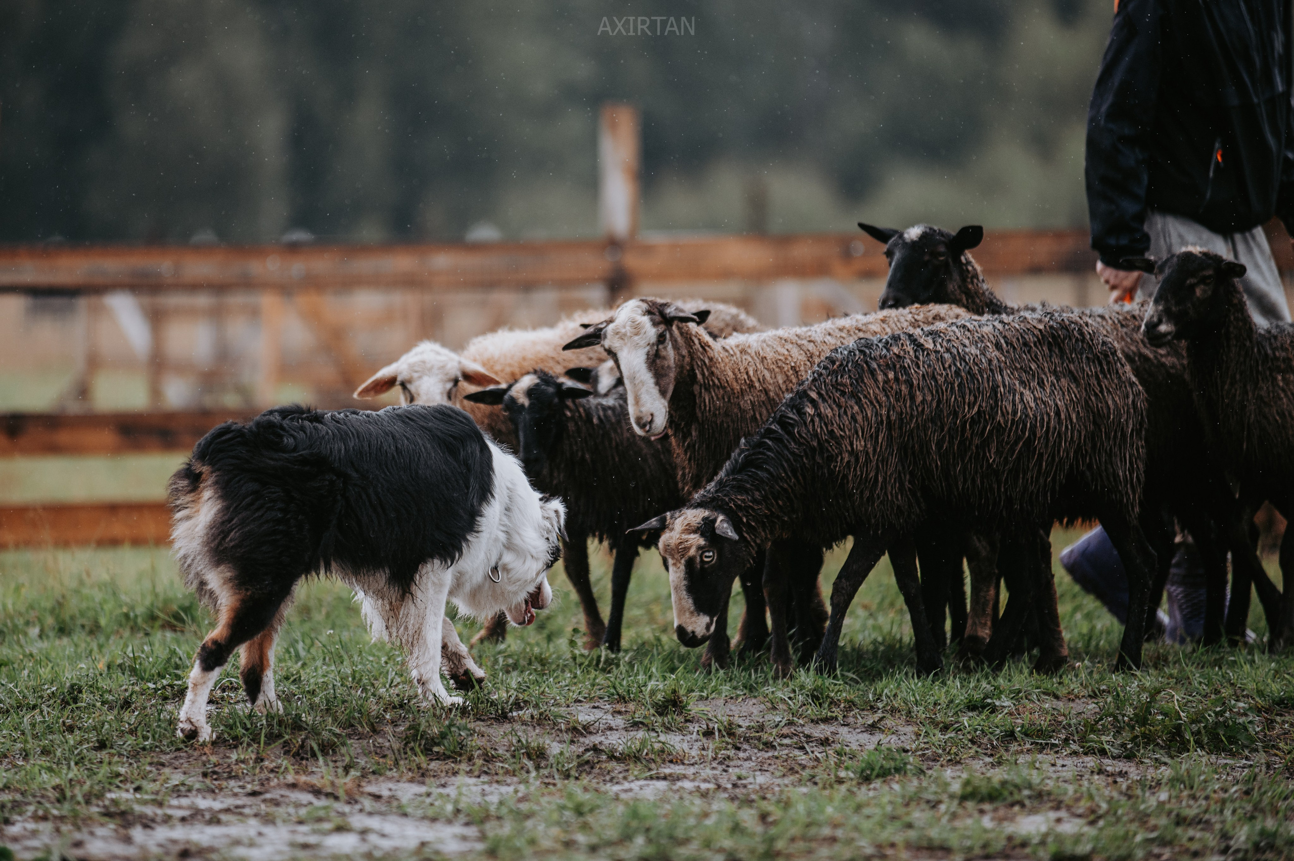 Синдра. BLGKV питомник собак