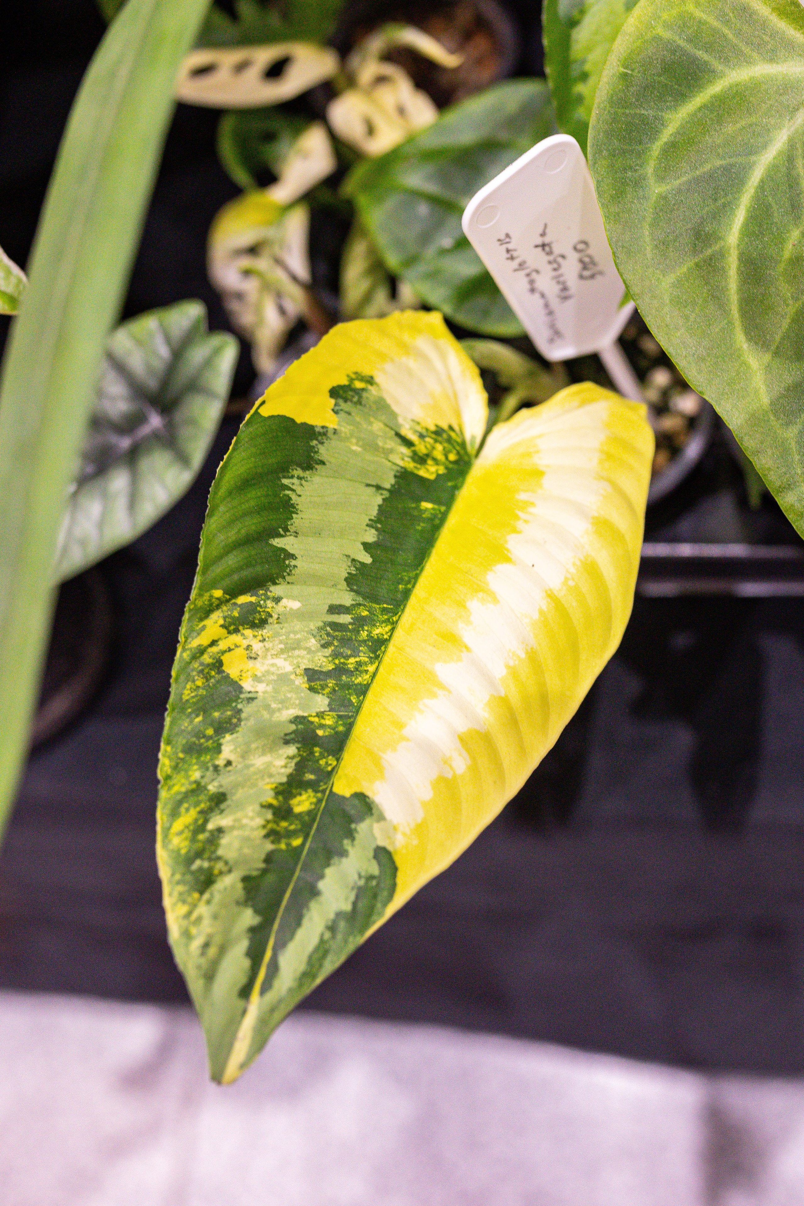 Монстериум 11–12 октября. Александра Куликова фотограф, Москва