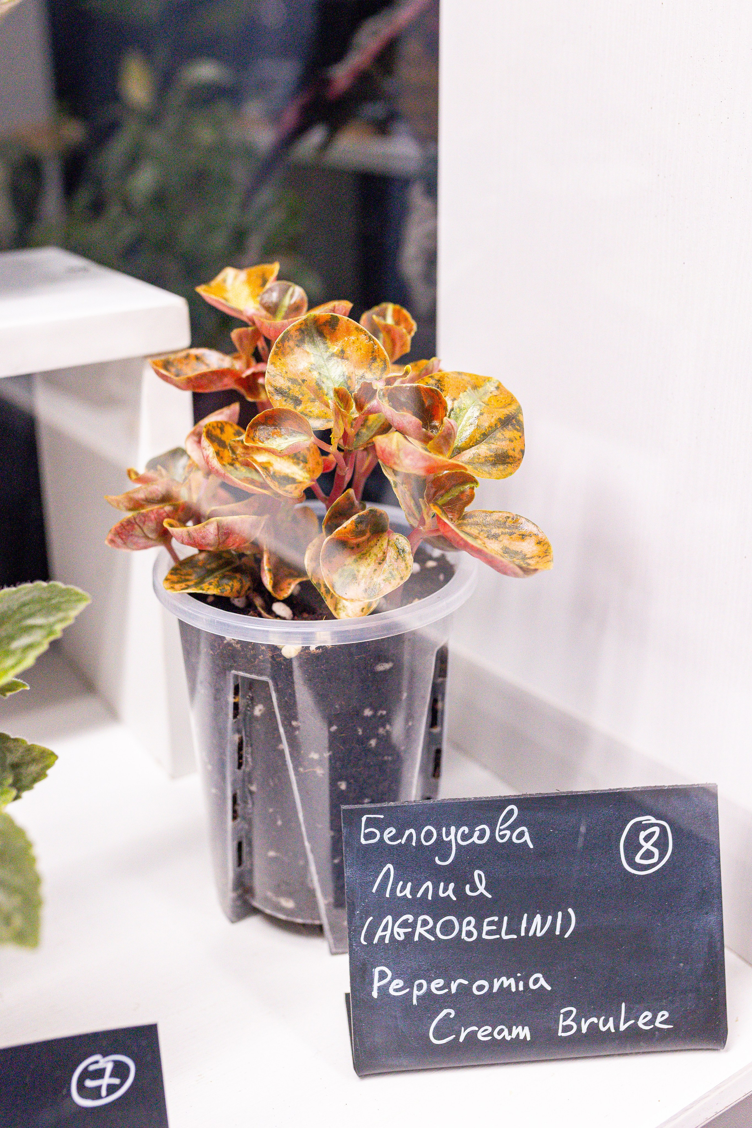 Монстериум 11–12 октября. Александра Куликова фотограф, Москва