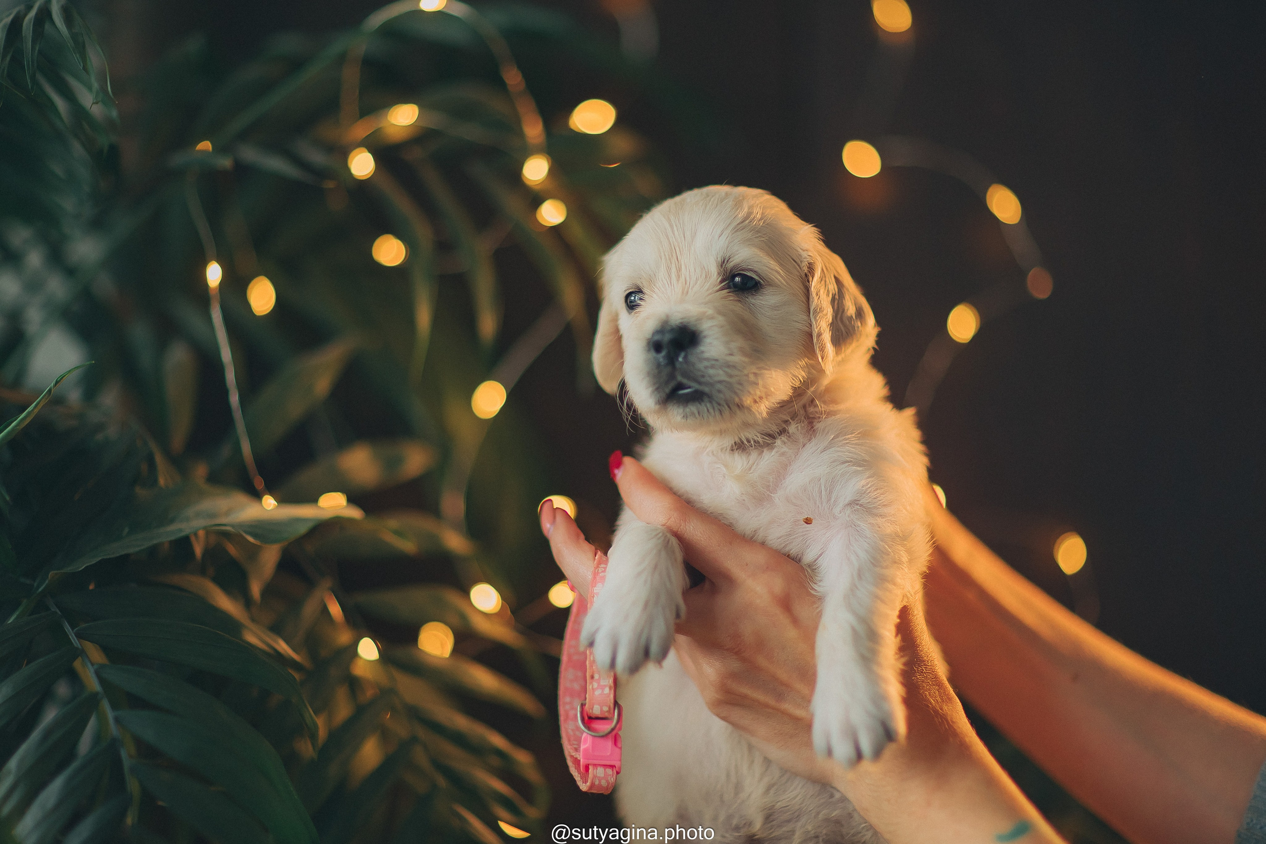 Белая лента. Свадебный и женский фотограф