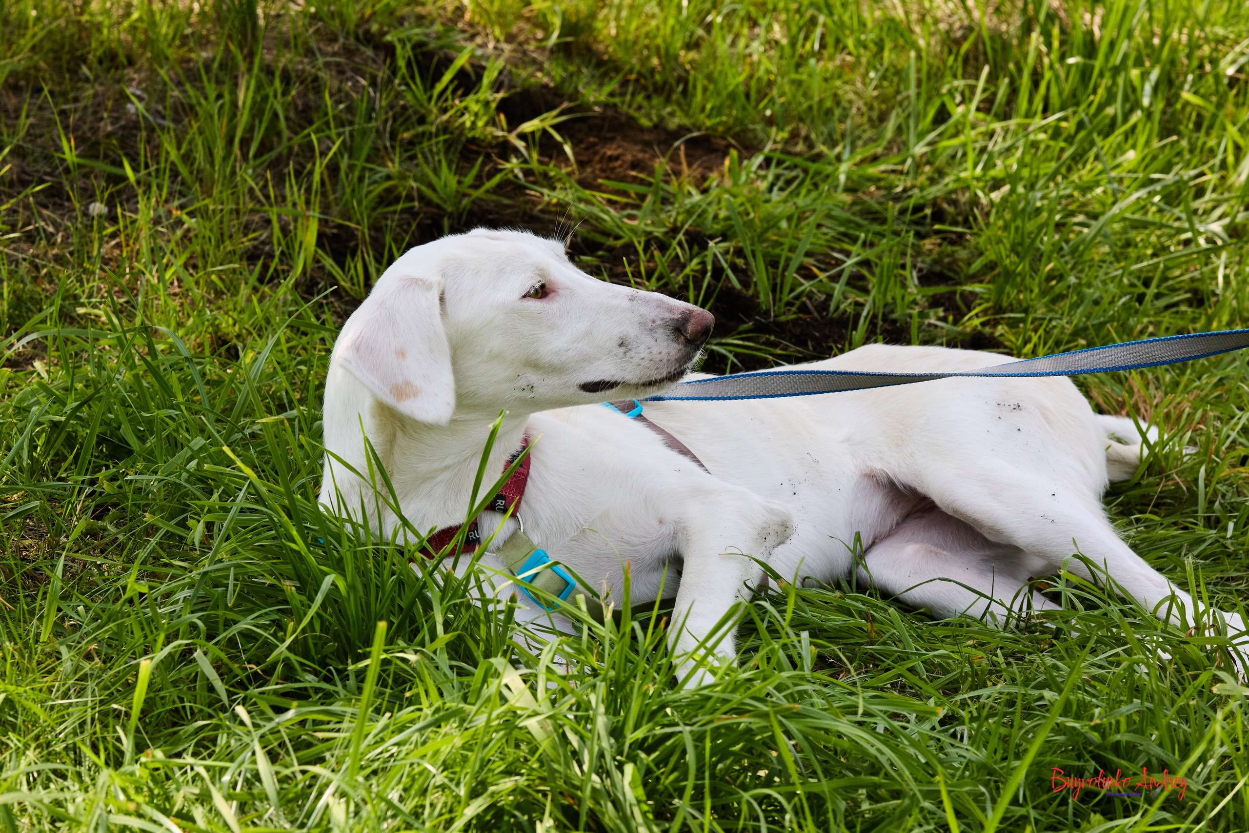 Проект фотопрогулка с хвостиком. Buyvolenko Andrey