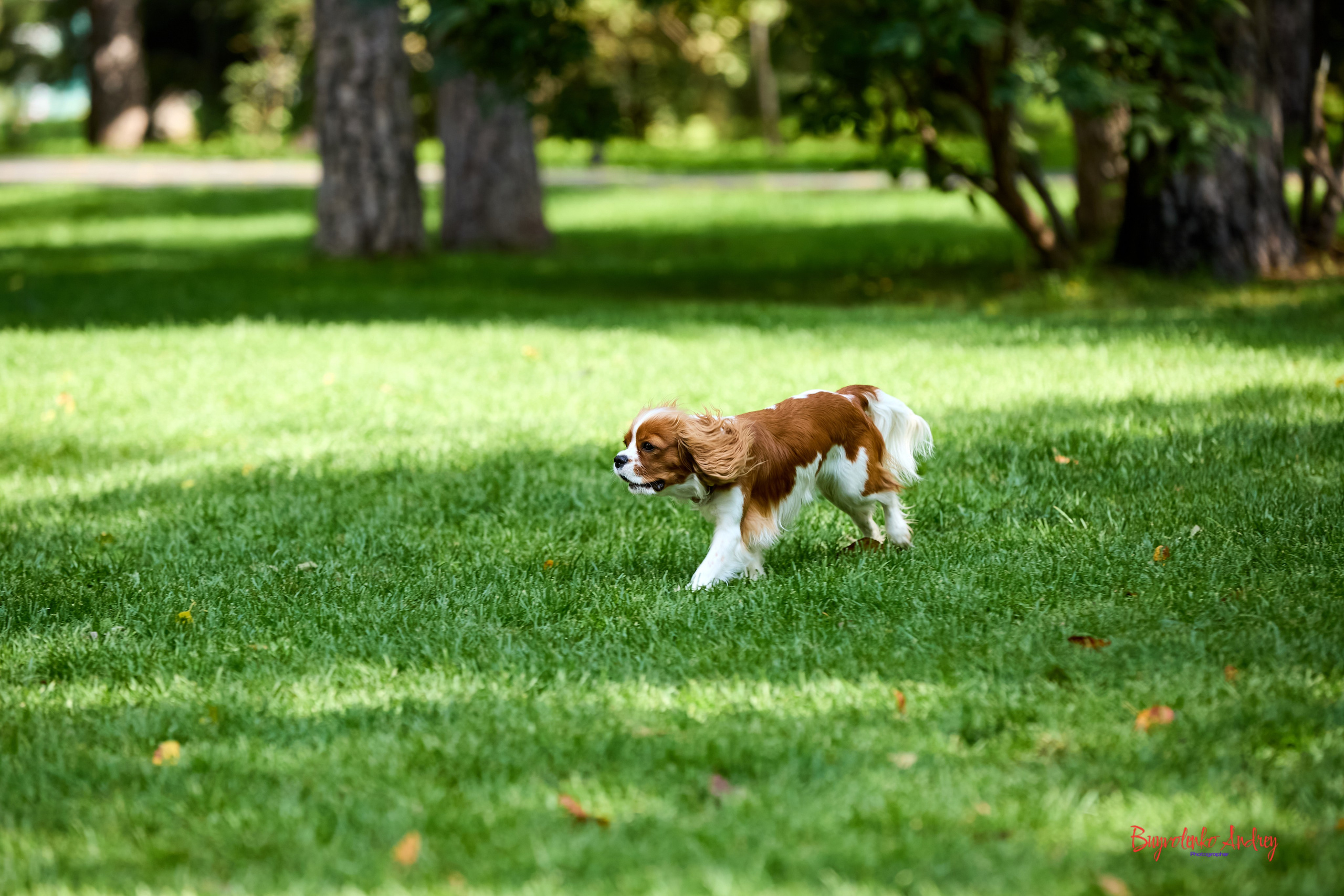 Фотопрогулка с кавалерами. Buyvolenko Andrey