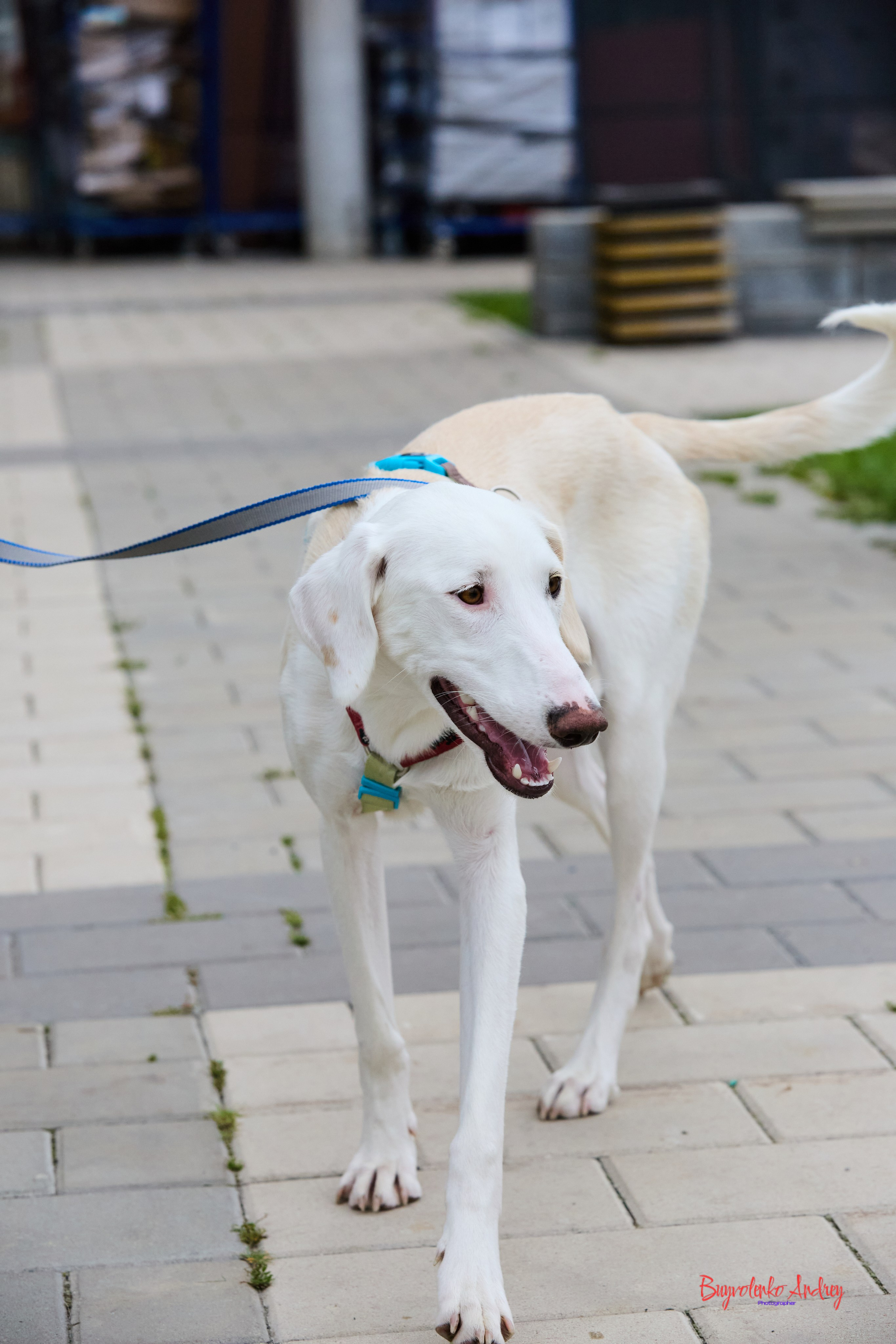 Проект фотопрогулка с хвостиком. Buyvolenko Andrey