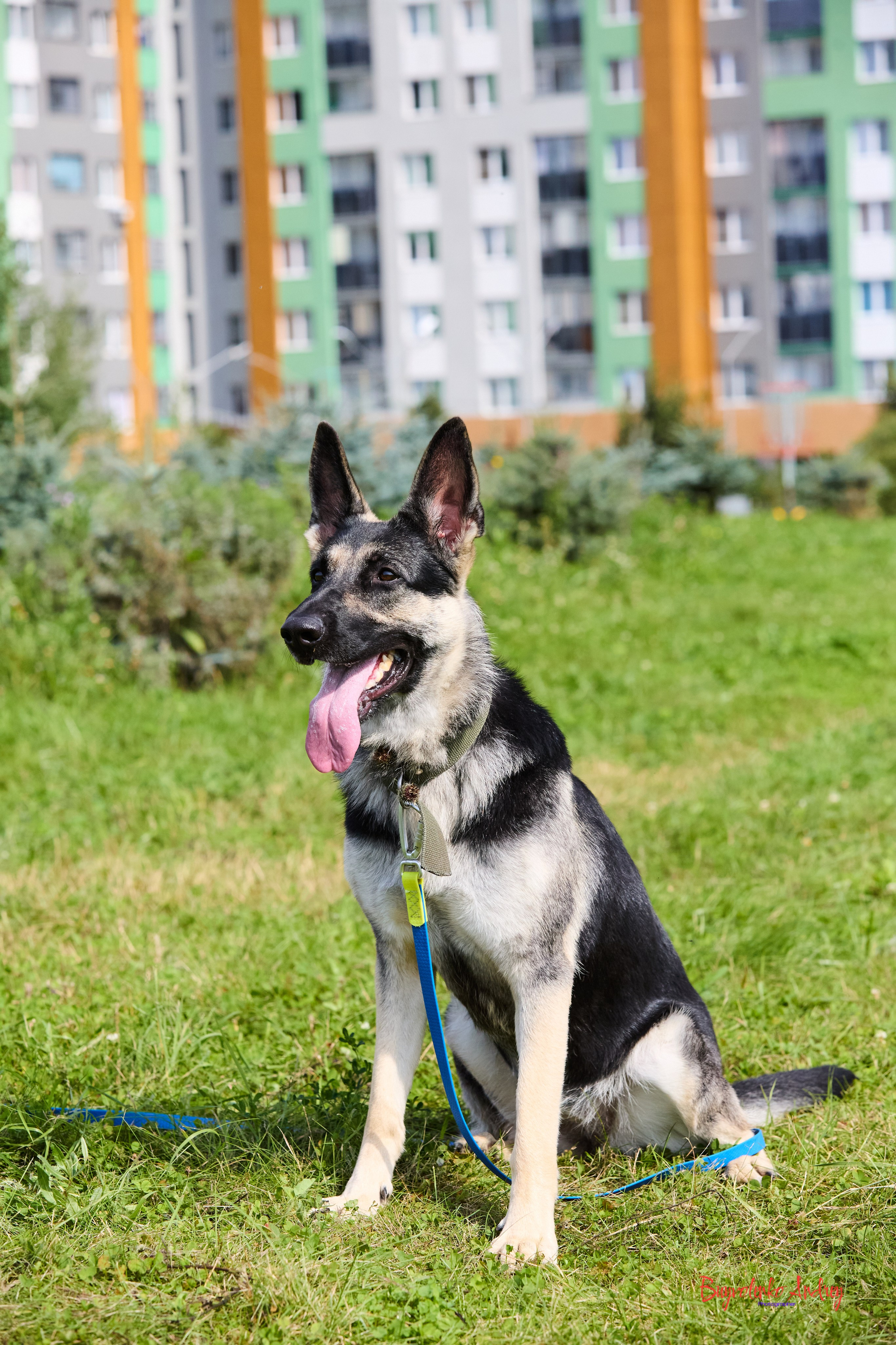 Проект фотопрогулка с хвостиком. Buyvolenko Andrey