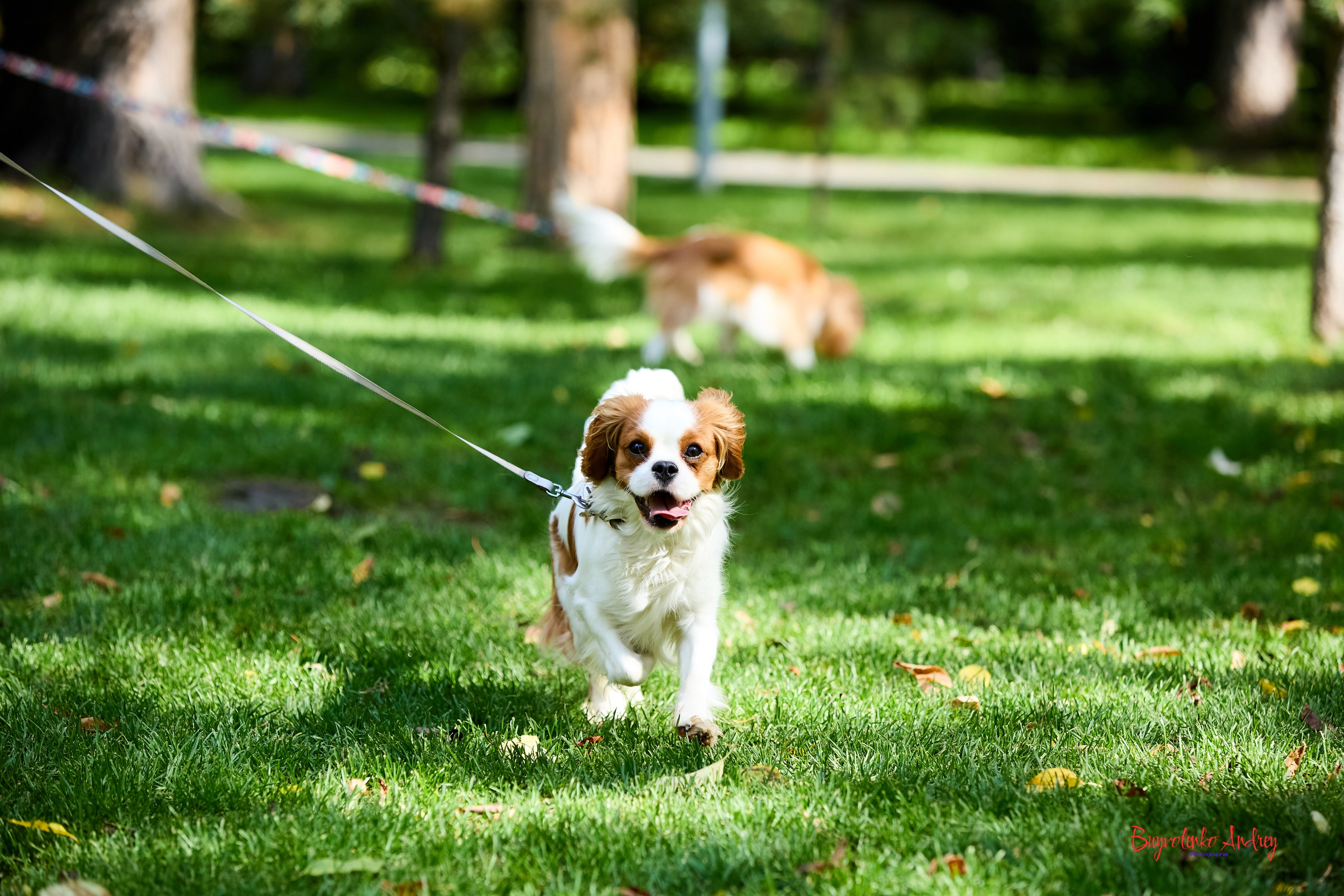 Фотопрогулка с кавалерами. Buyvolenko Andrey