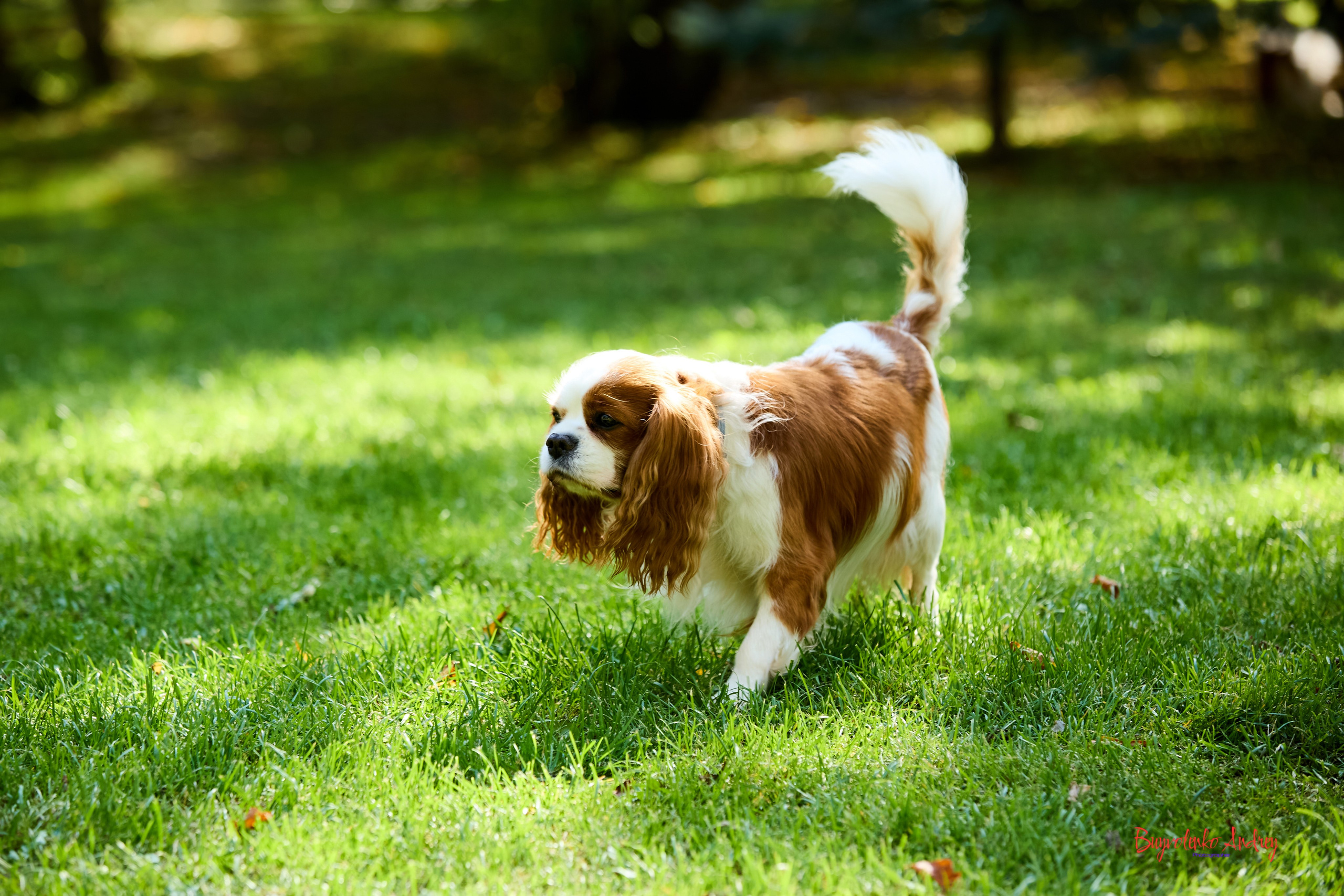 Фотопрогулка с кавалерами. Buyvolenko Andrey