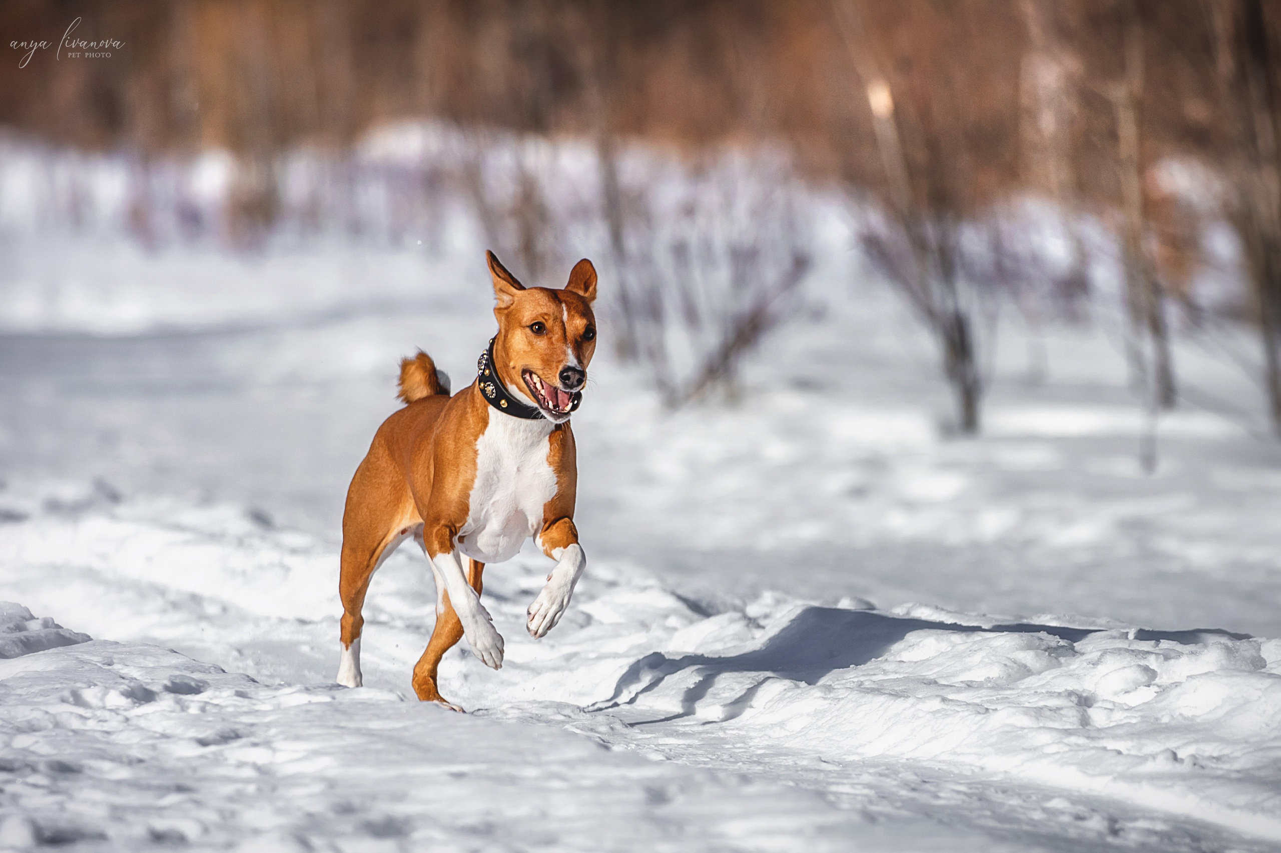 Одри и Ника. Фотограф анималист Аня Ливанова | Рыбинск