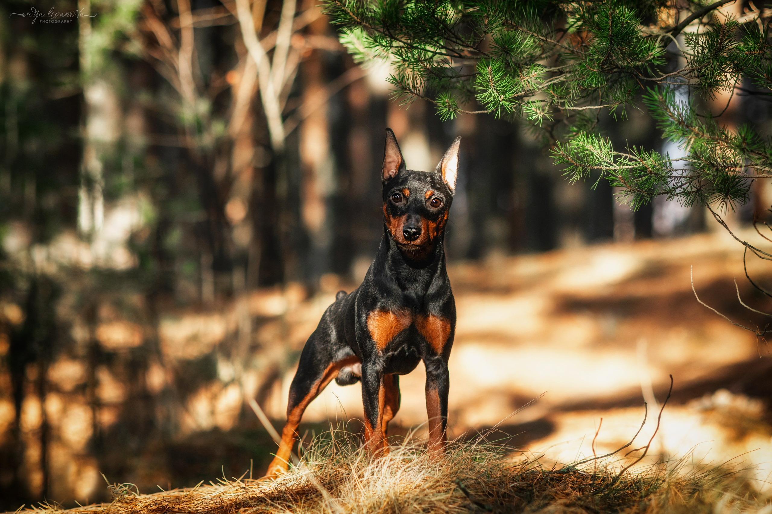 Лёня. Фотограф анималист Аня Ливанова | Рыбинск