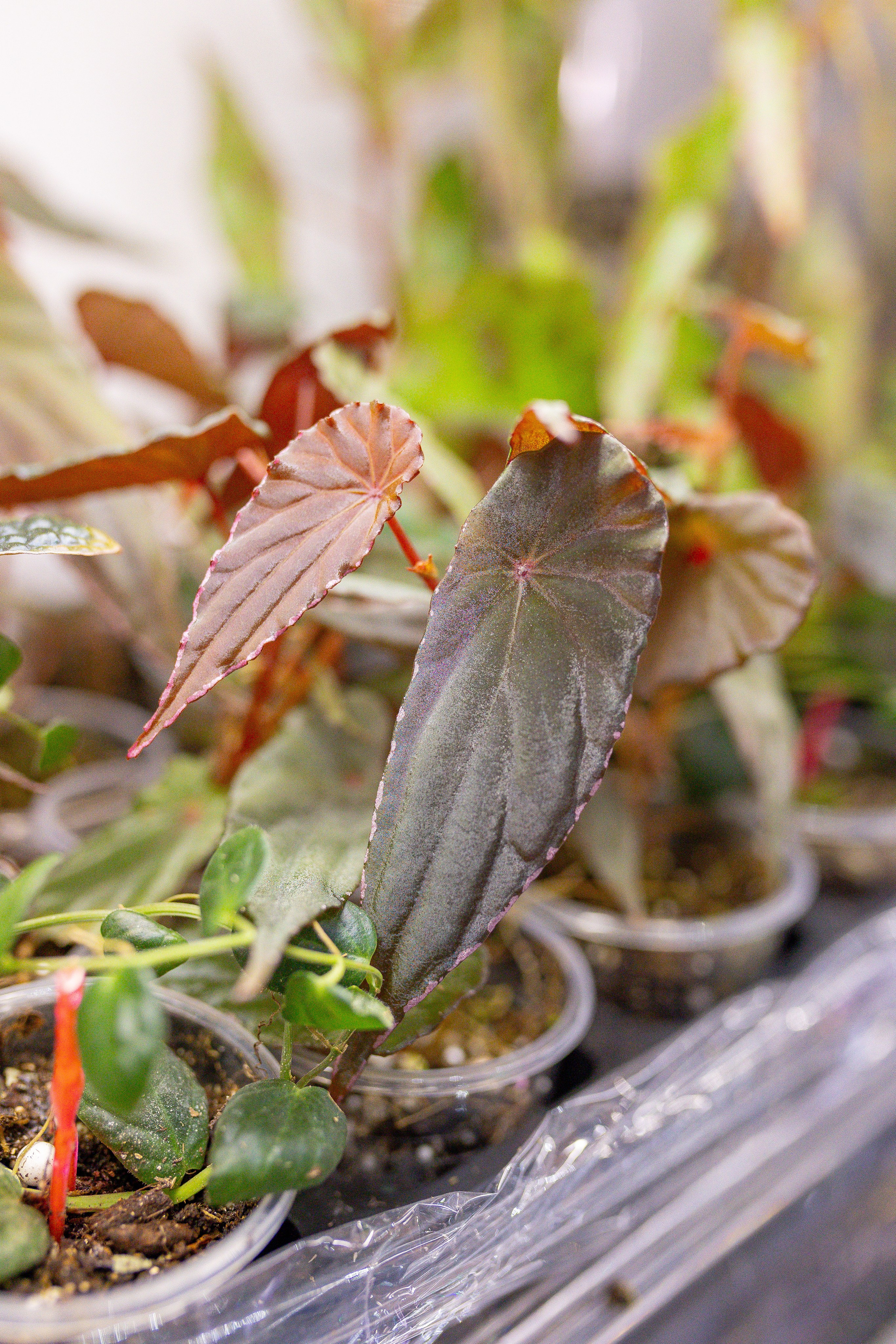 Орхидиум 12.2025. Александра Куликова фотограф, Москва