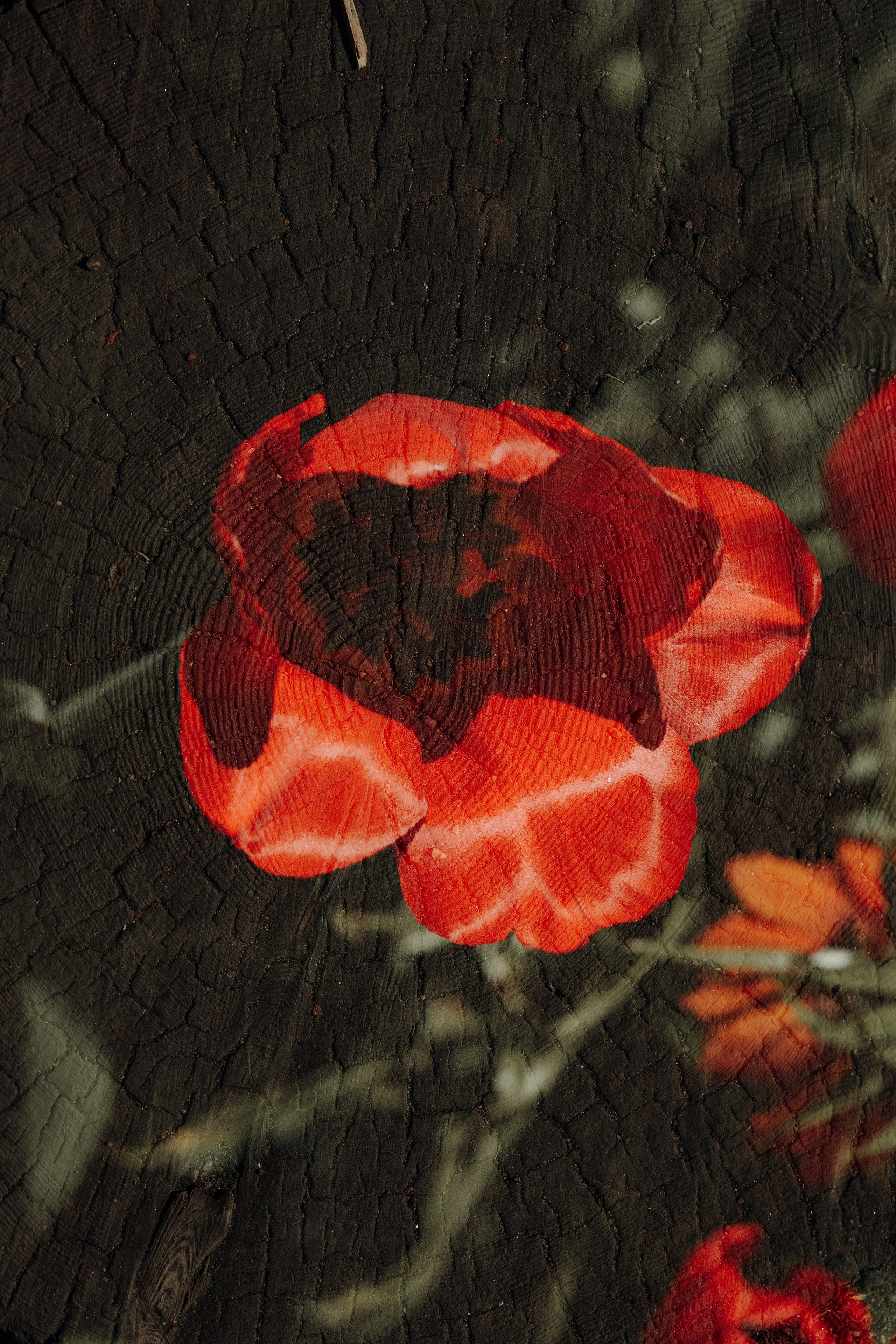 Природа &. Фотохудожник в СПб