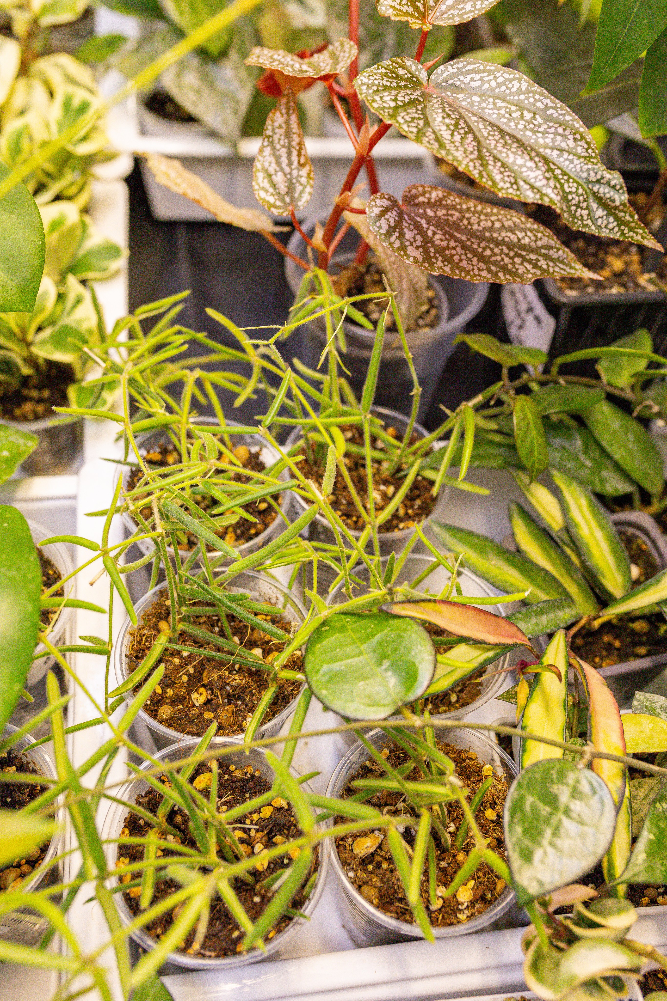 Монстериум 11–12 октября. Александра Куликова фотограф, Москва