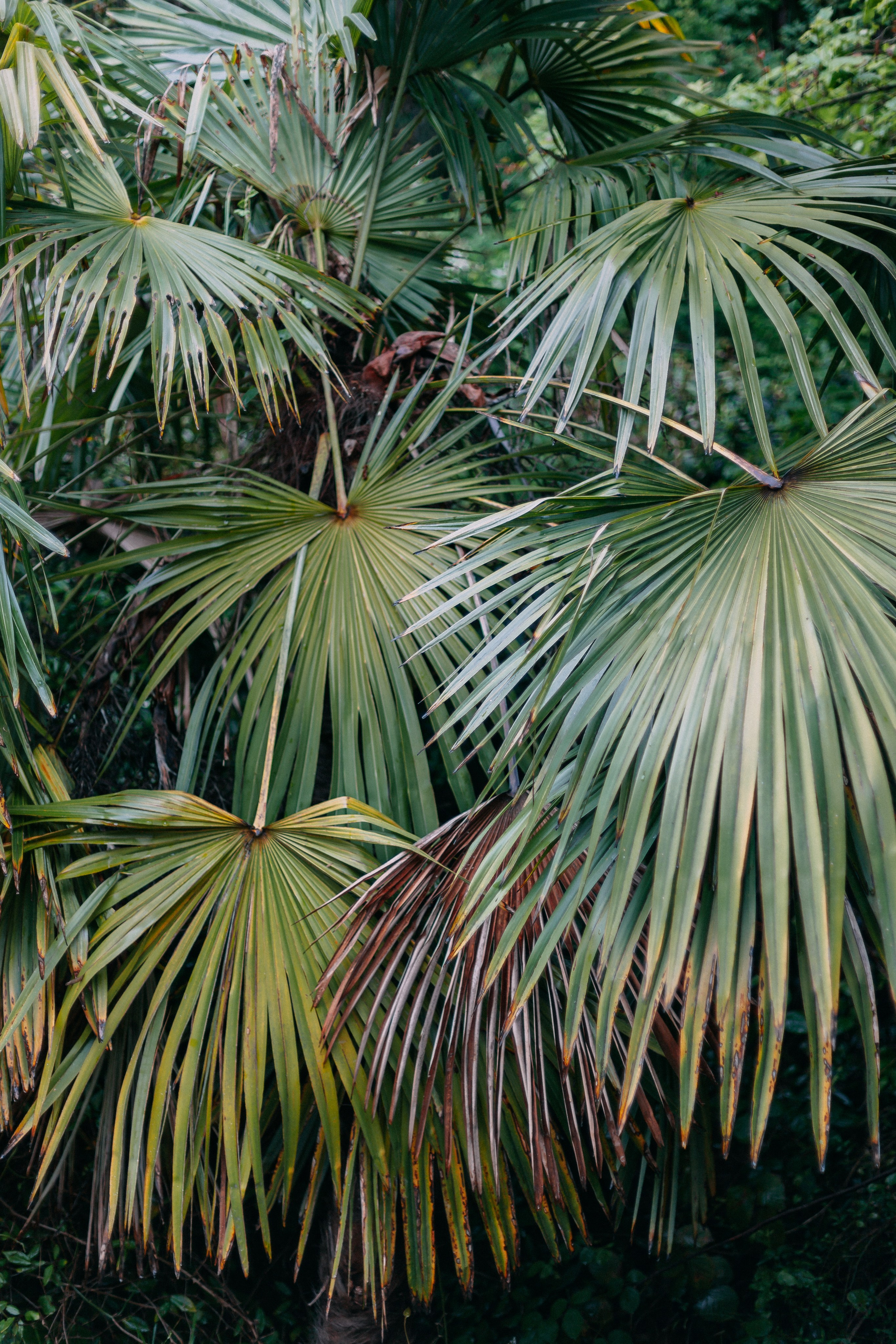 Сочи. Аня Степанова