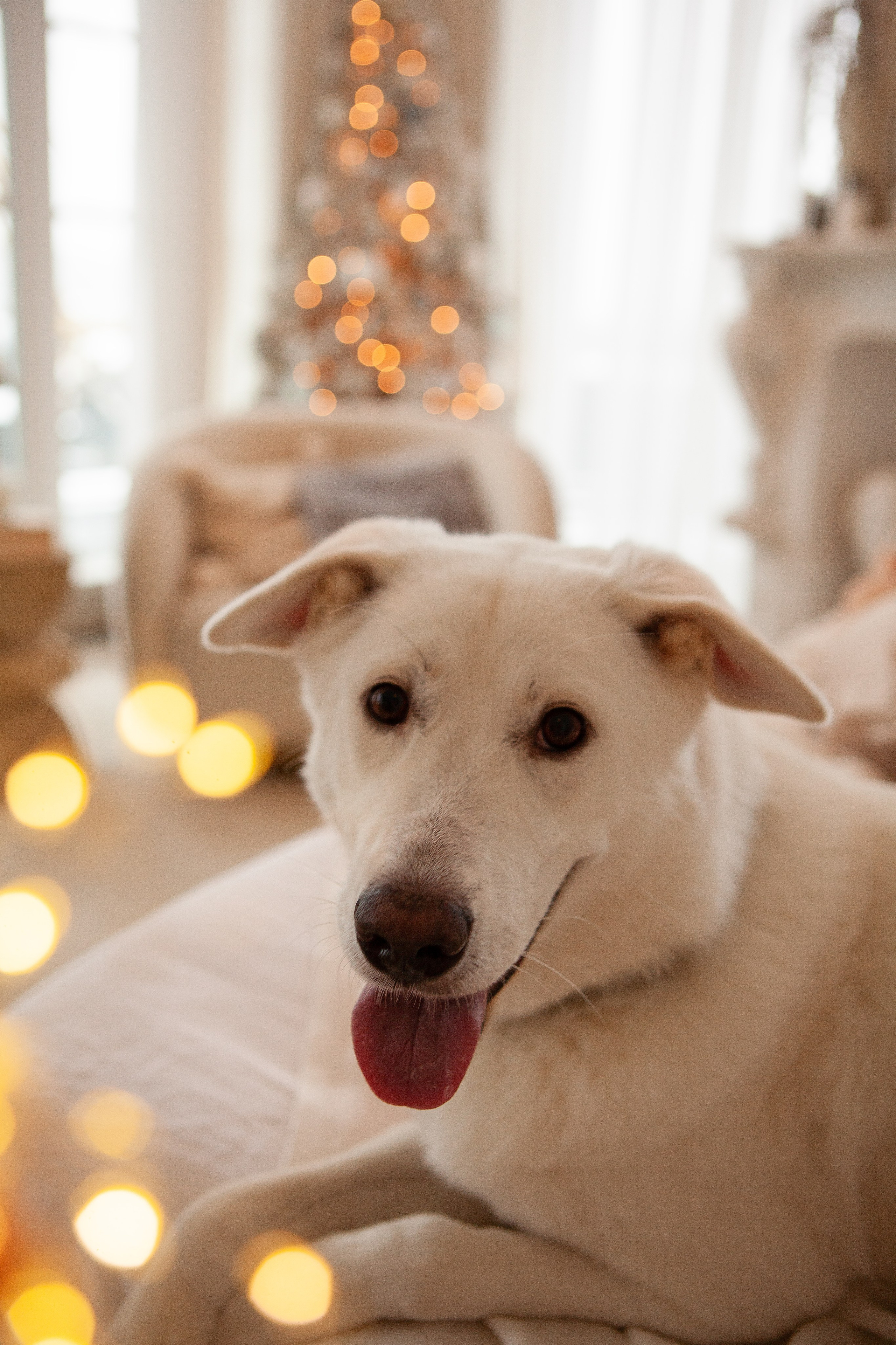 Татьяна & Зефирка. Свадебный фотограф в СПБ | Санкт-Петербурге Анастасия Рахимгулова