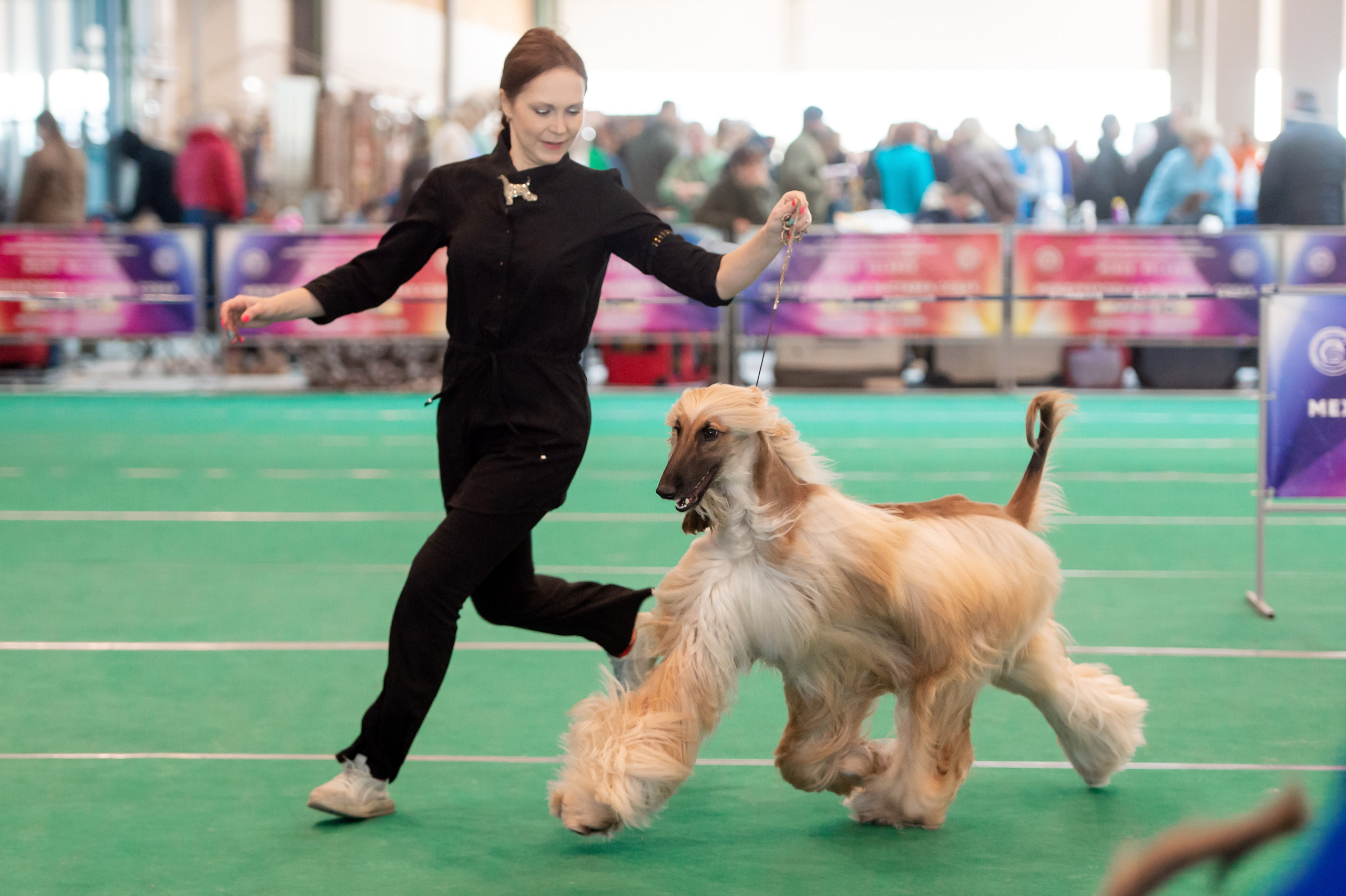 Международная выставка собак 01.03.2026. Галерея фотографий афганской борзой
