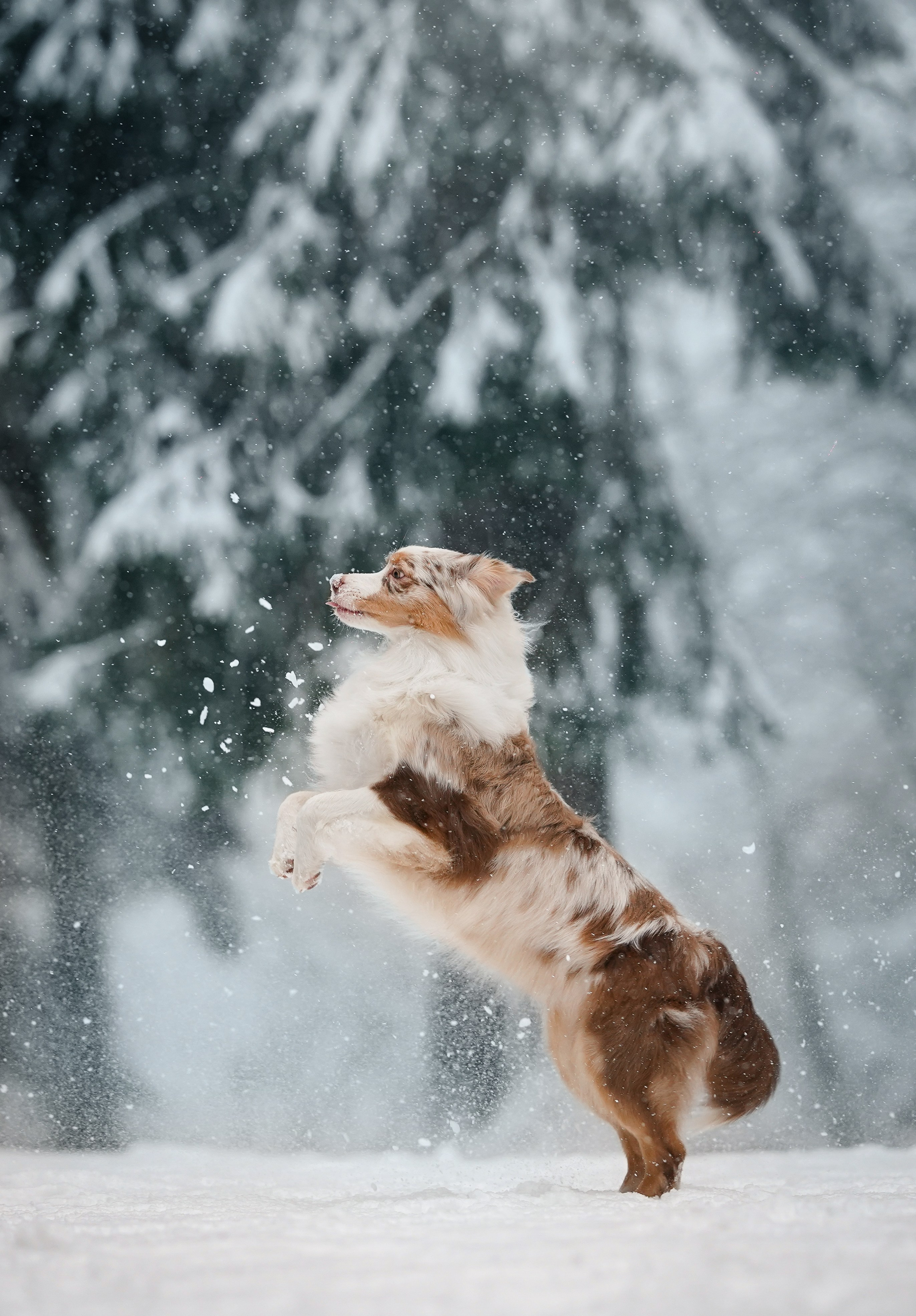 Панда. Фотограф-анималист в Санкт-Петербурге Яна Мартынова