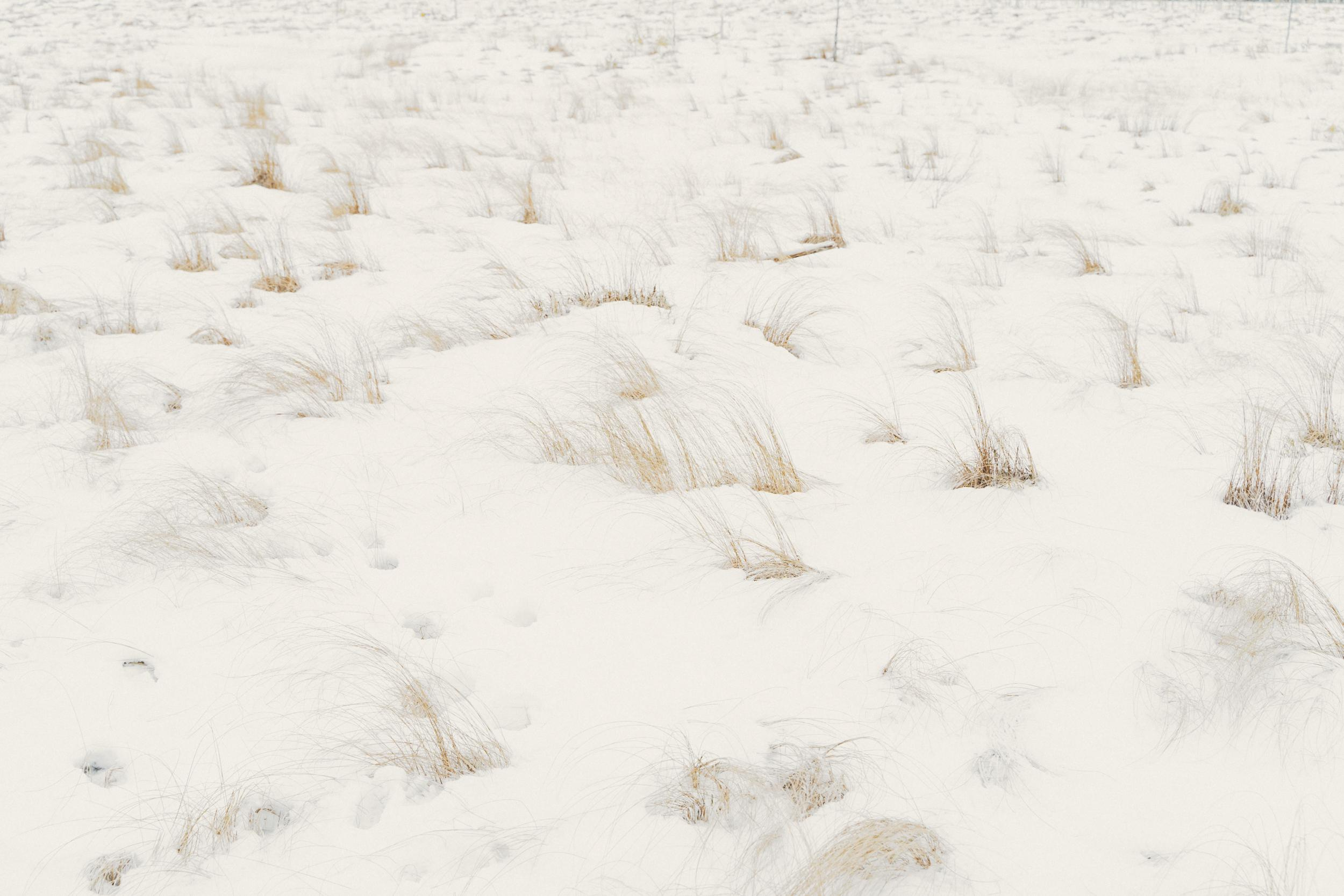 Съемка на Сестрорецком болоте. Фотограф Анастасия Арланцева