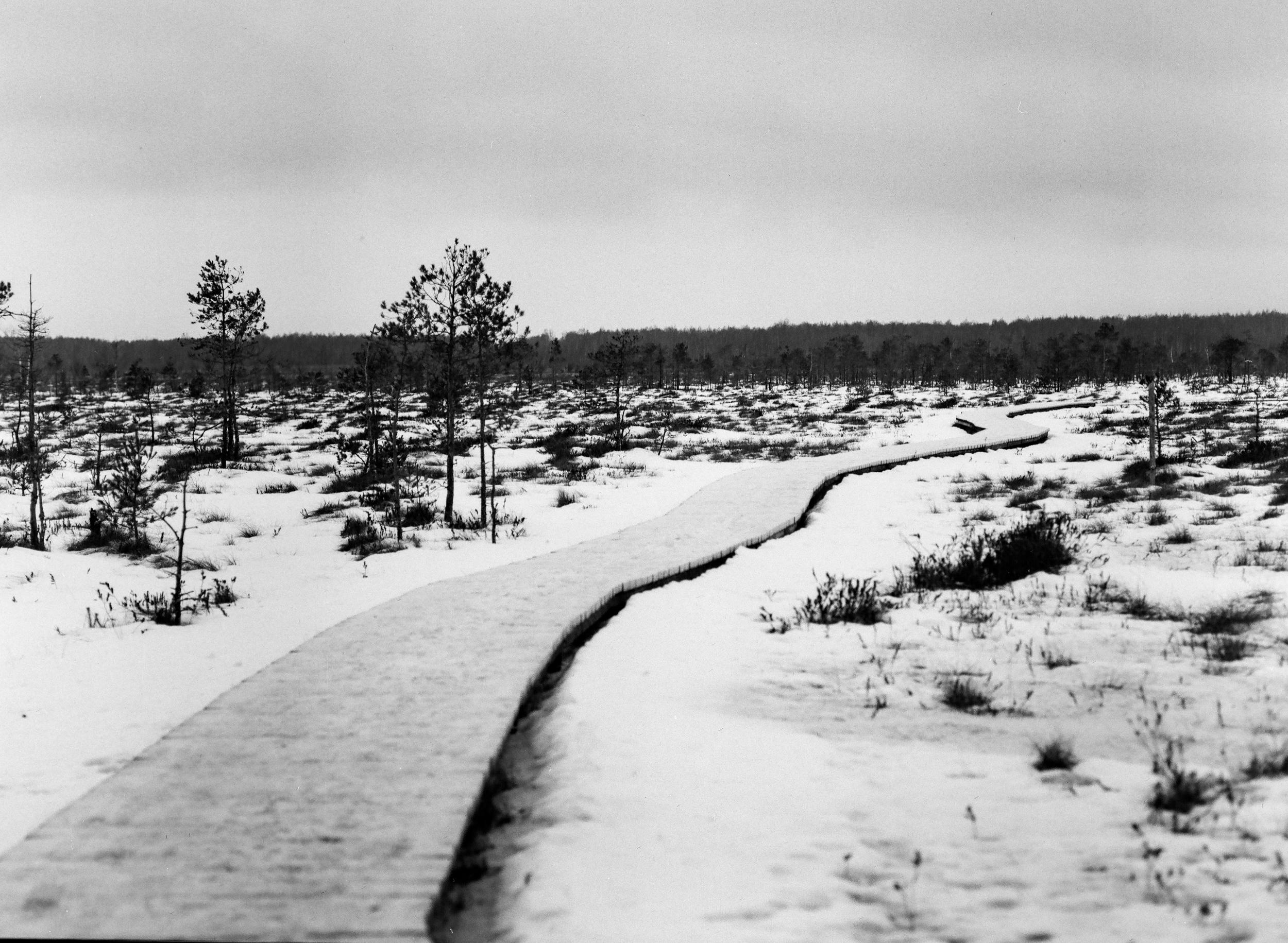 Съемка на Сестрорецком болоте. Фотограф Анастасия Арланцева