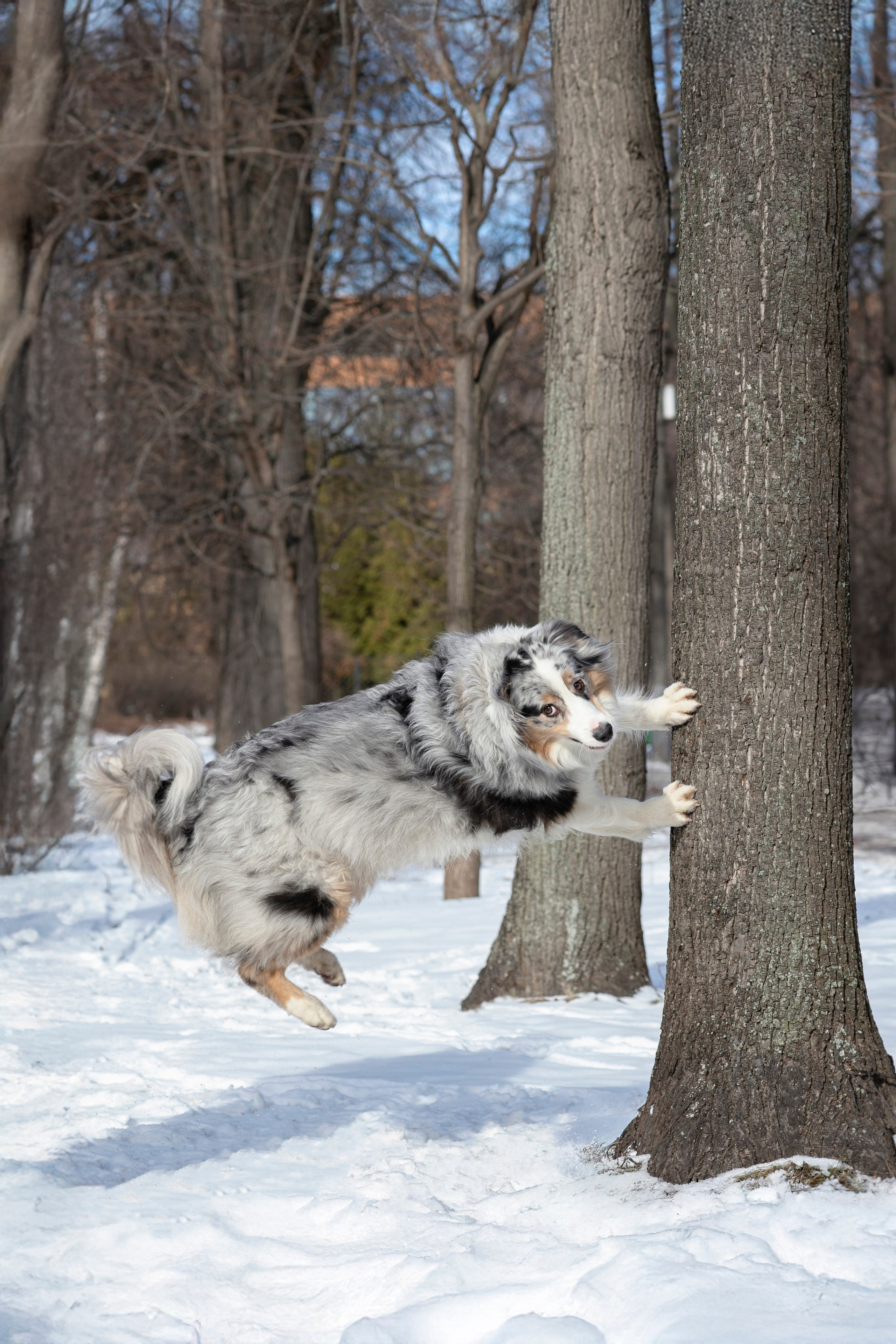 Съемка с собакой. Анастасия Белаш
