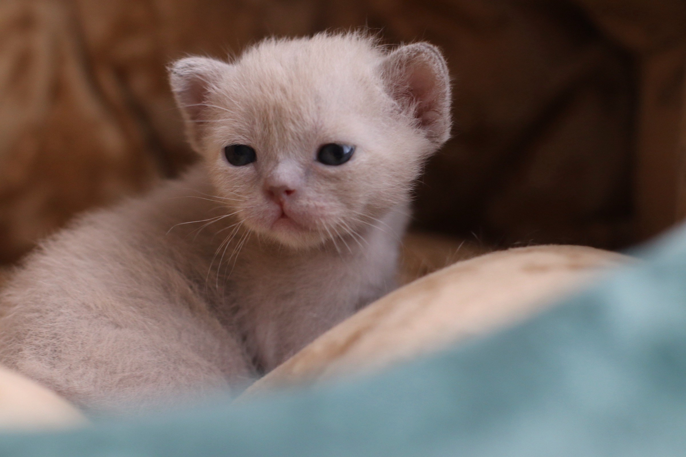 бурманские котята, кремовые бурманские котята, бурманские, питомники бурм, лиловая бурма, лиловокремовая бурма, burlabella, питомник бурлабелла