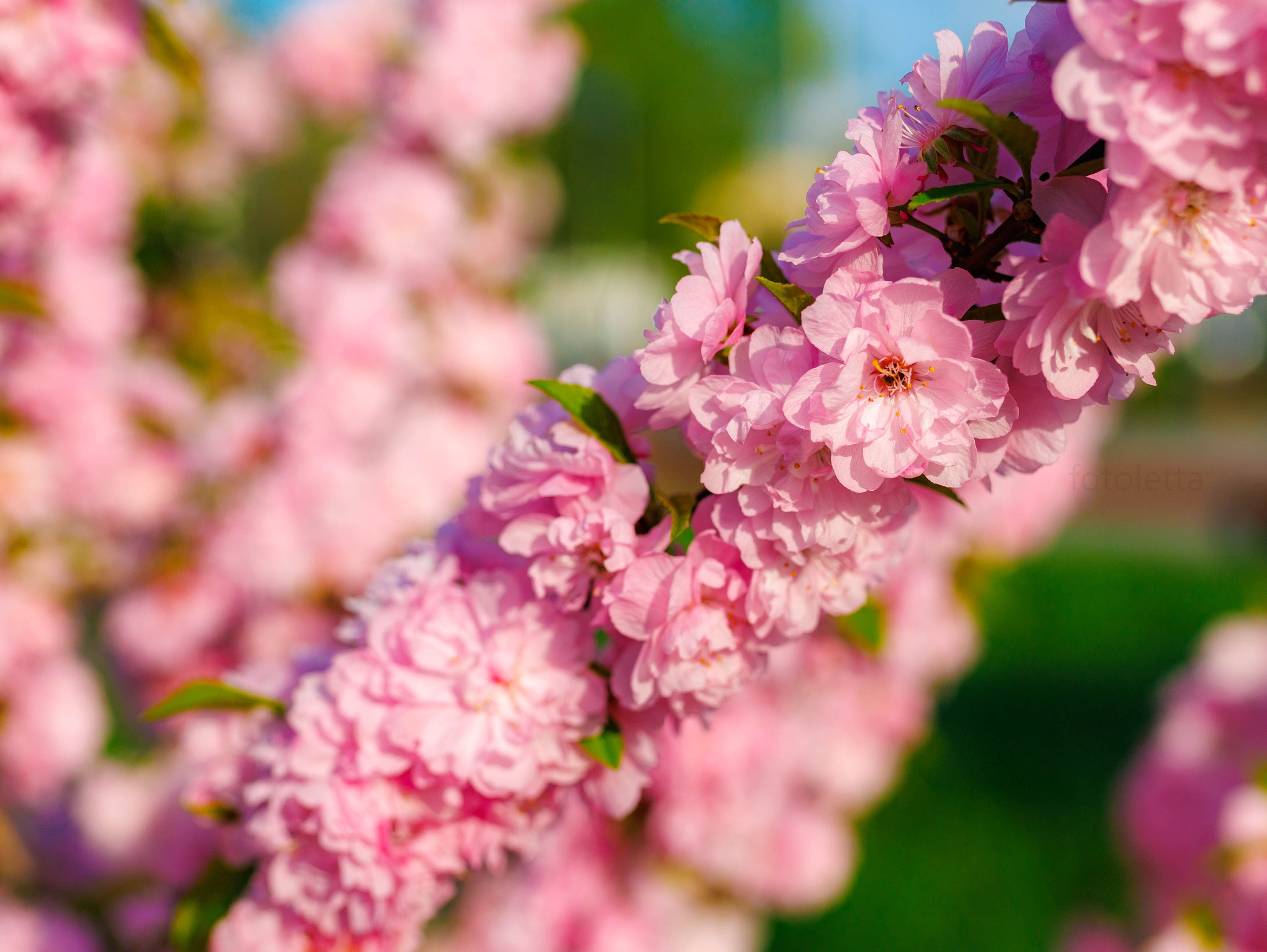 Фотографии природы Липецка. Свадебный и семейный фотограф Виолетта в Липецке