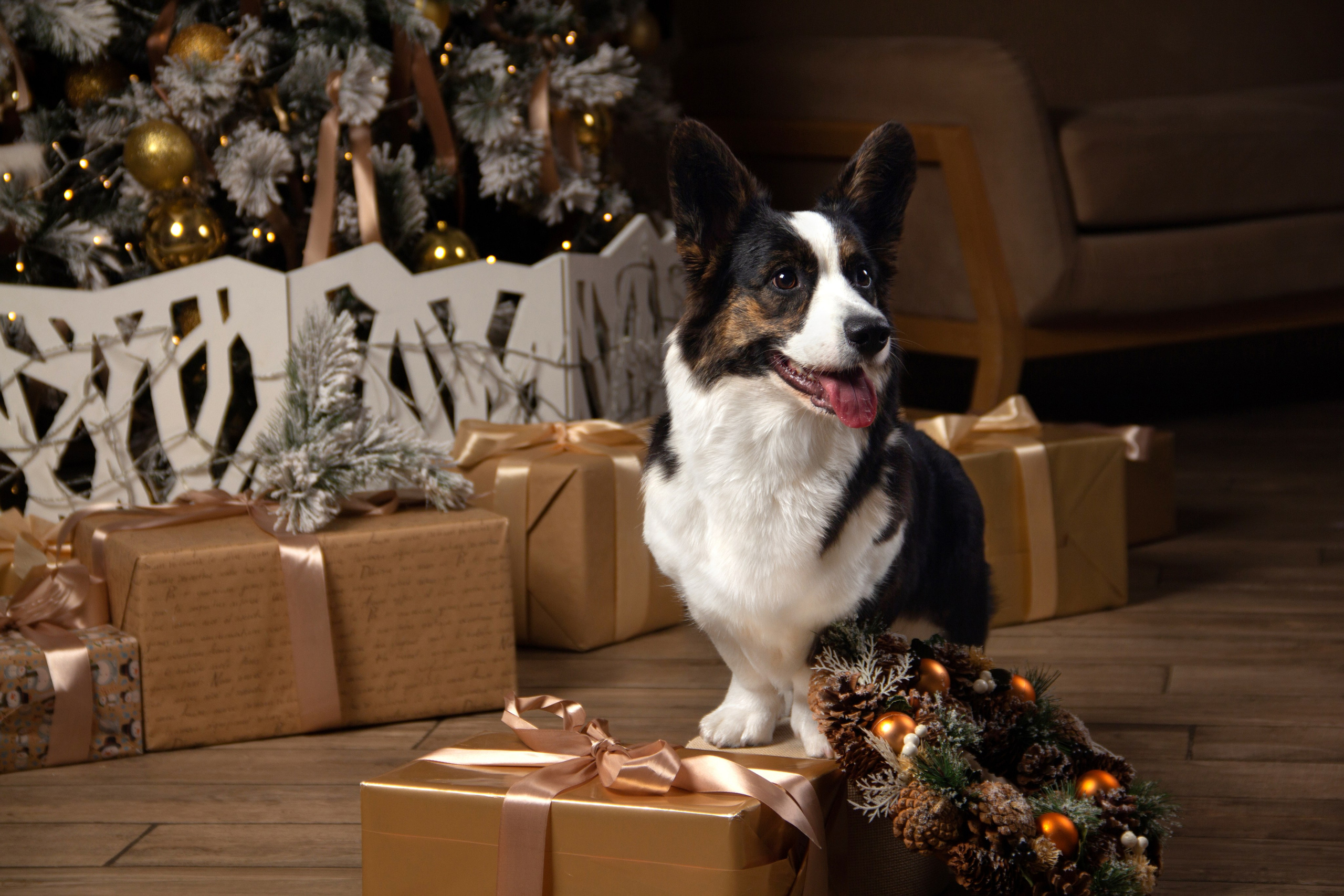 Студийная съемка. Фотограф — анималист в Москве и области Ольга Петракова