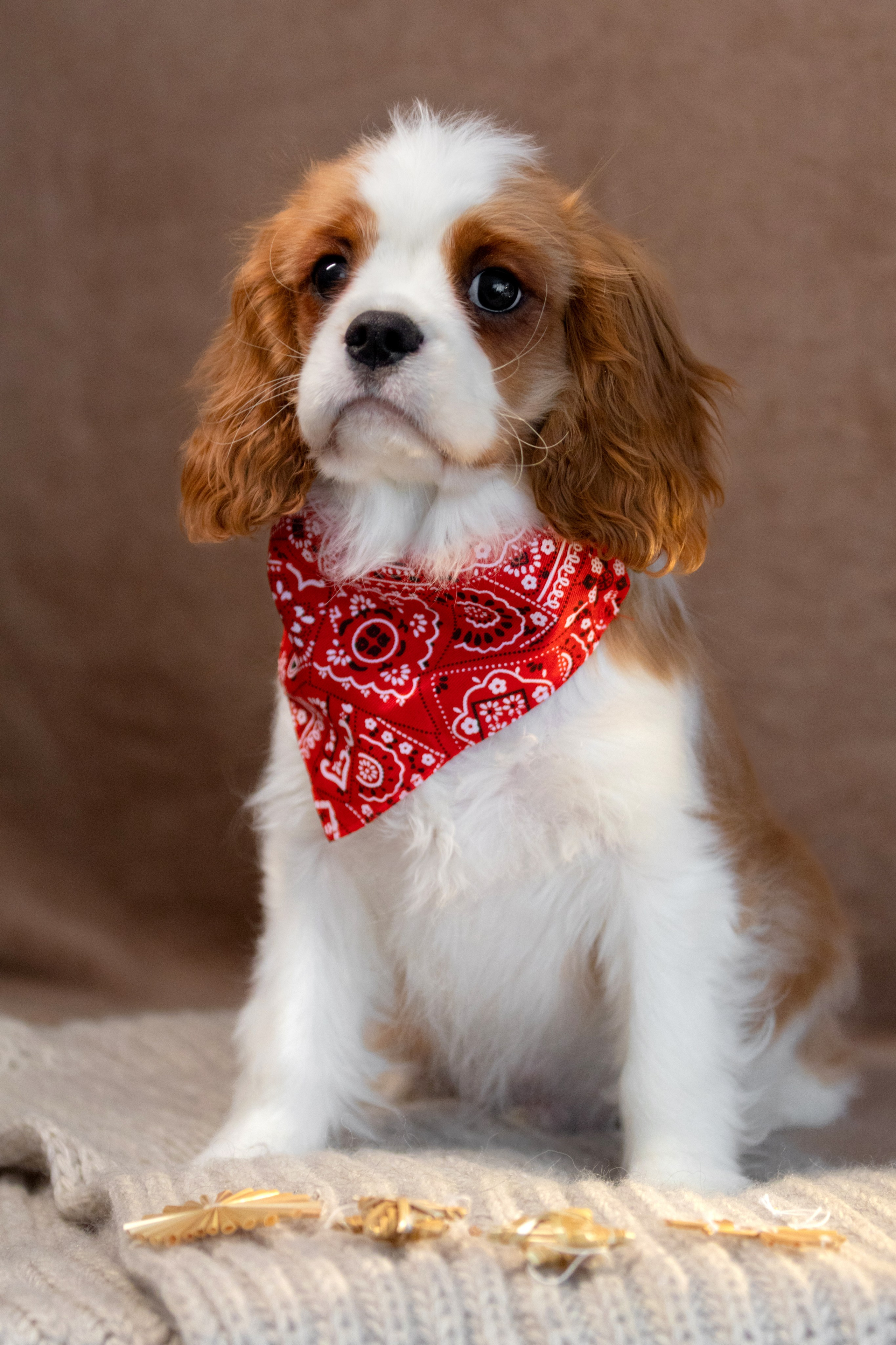 Щенки. Фотограф — анималист в Москве и области Ольга Петракова