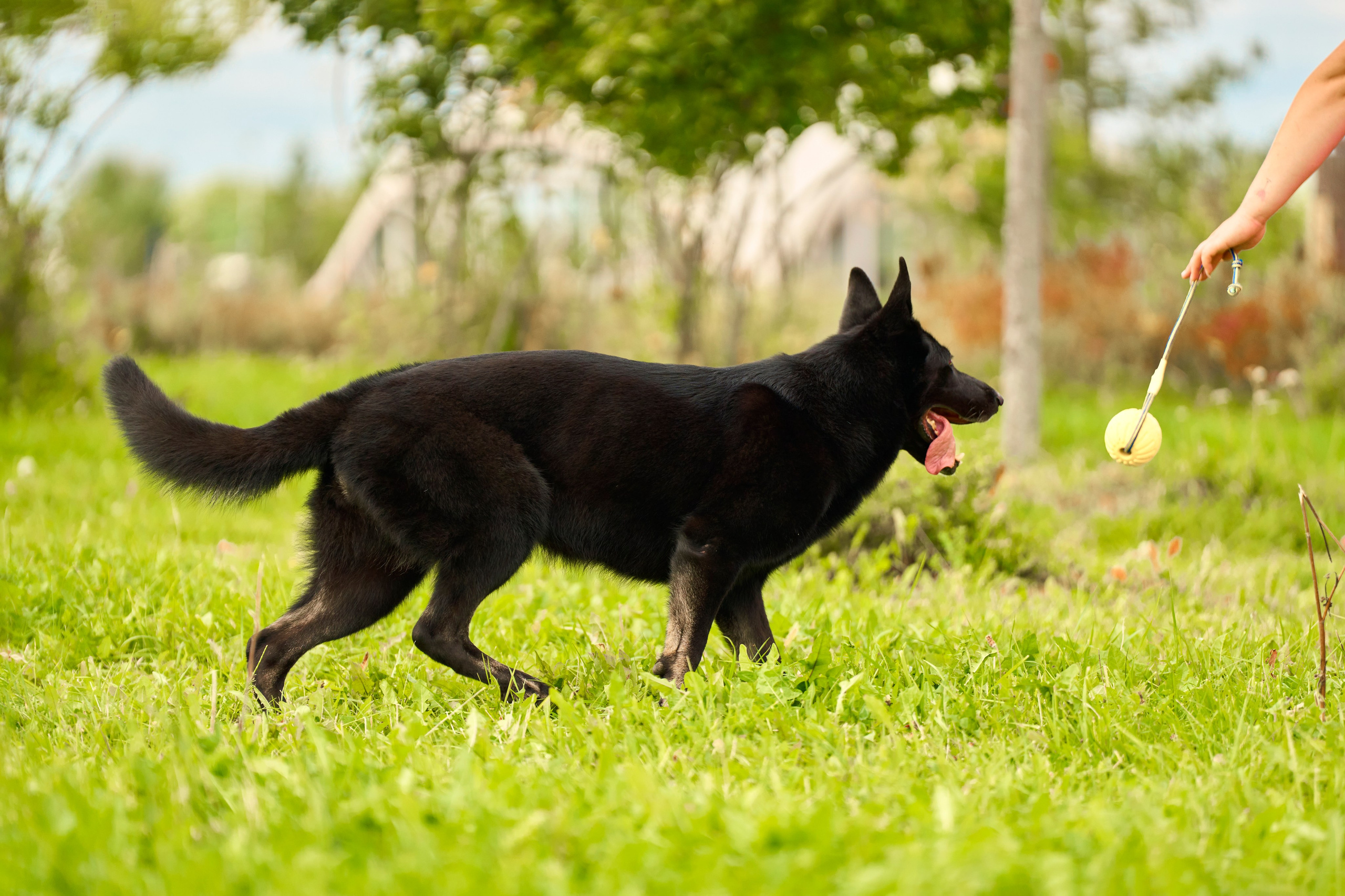 Фотосессия ваших питомцев. Женский и свадебный фотограф в Москве Елена Тараскина