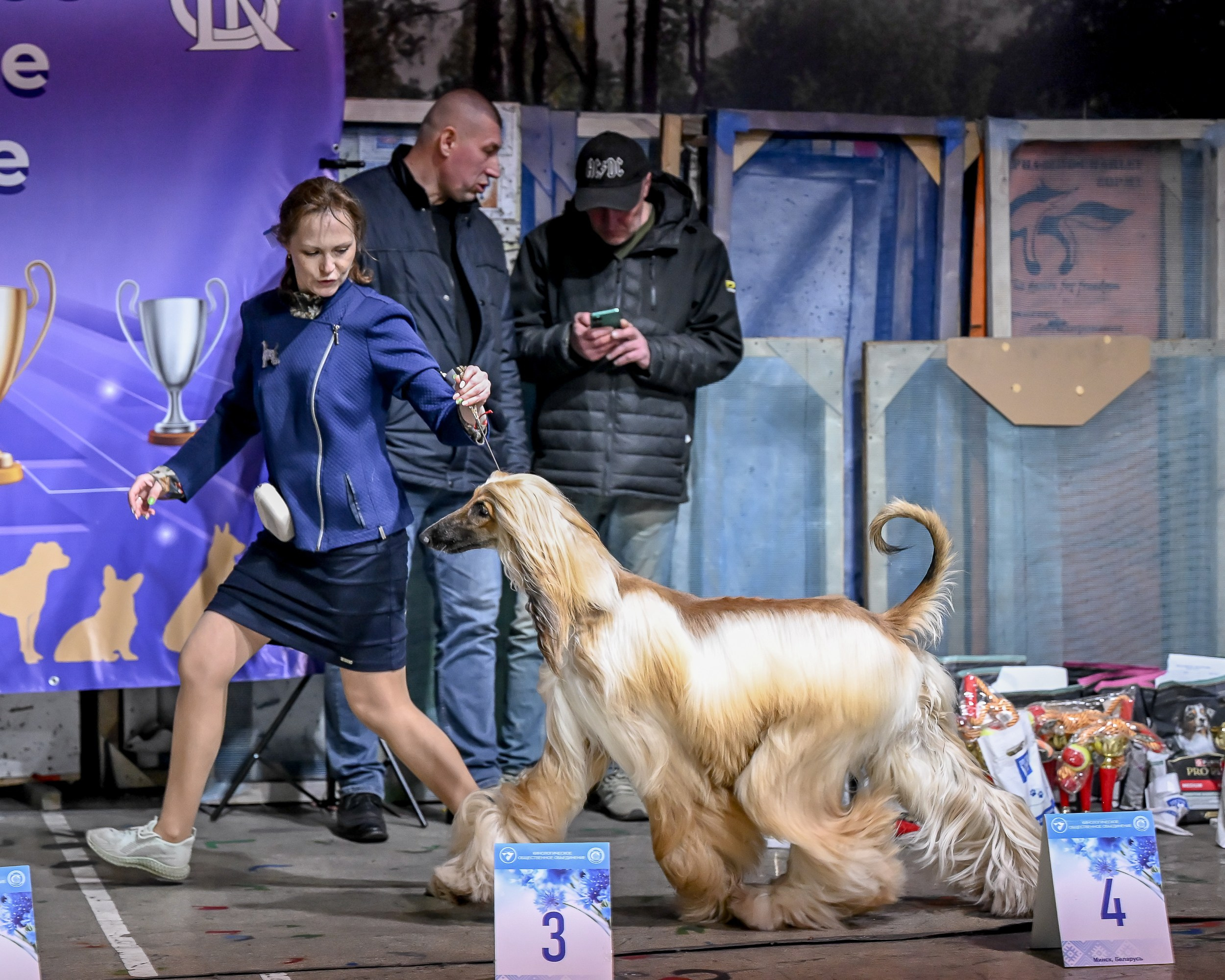 29.03.2026 KOO. Галерея фотографий афганской борзой