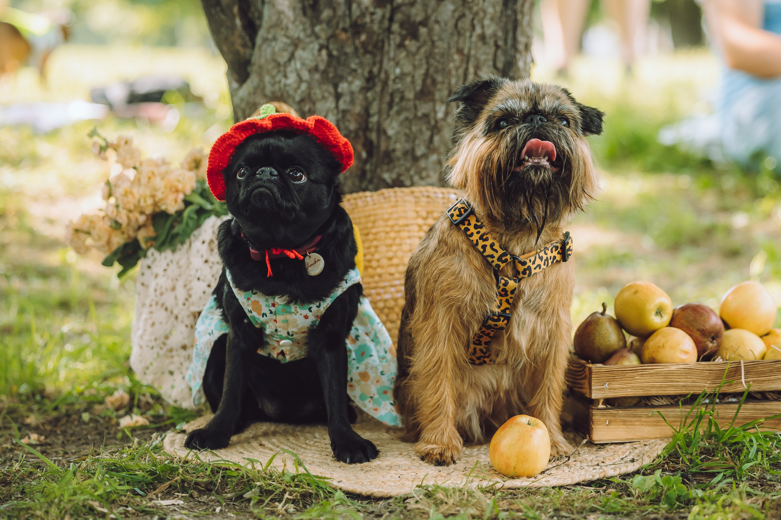 Griff-пикник. Семейный фотограф животных, анималист в Москве Екатерина Киреева