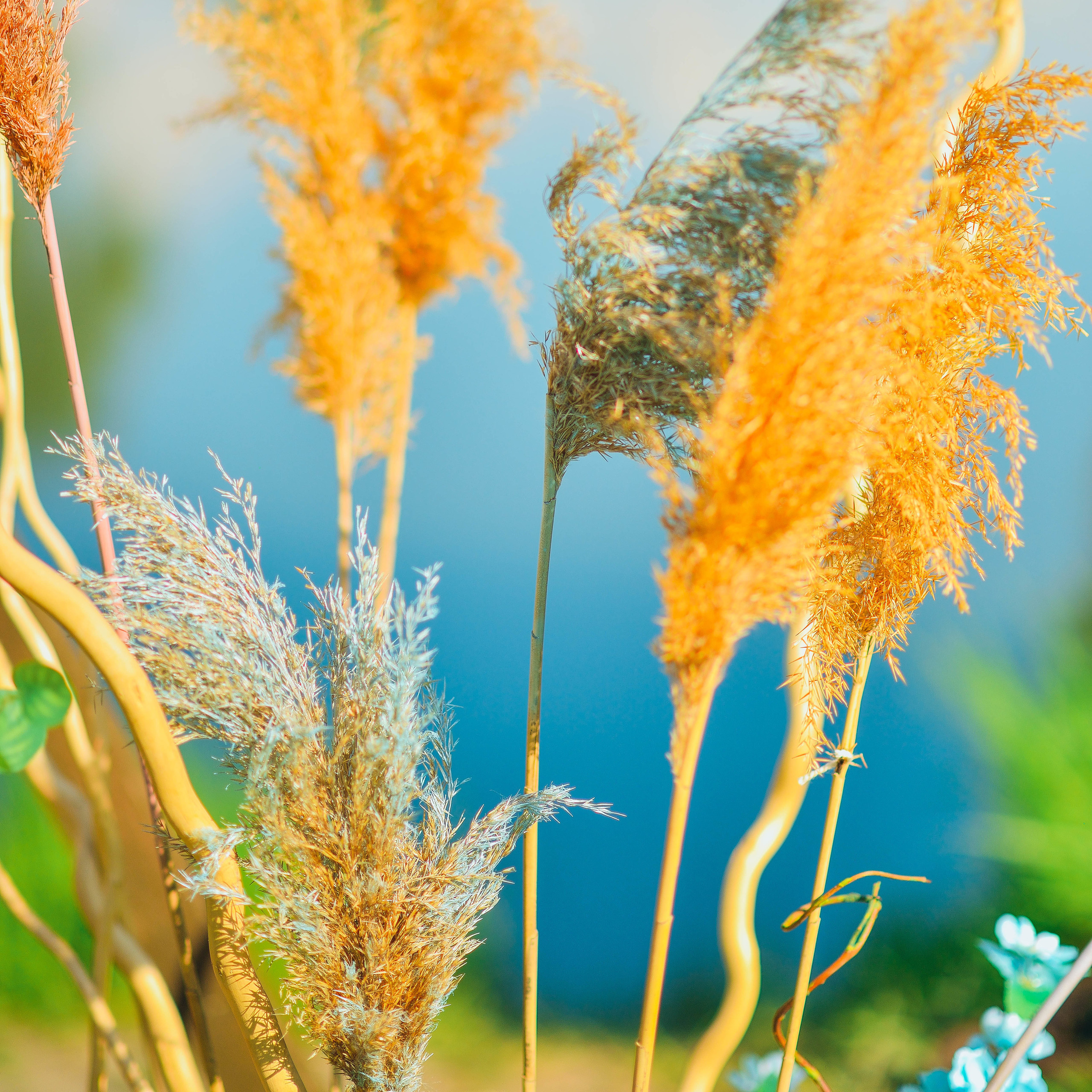 Семен и Юлия. Свадебный и семейный фотограф в Барнауле Сергей Семакин