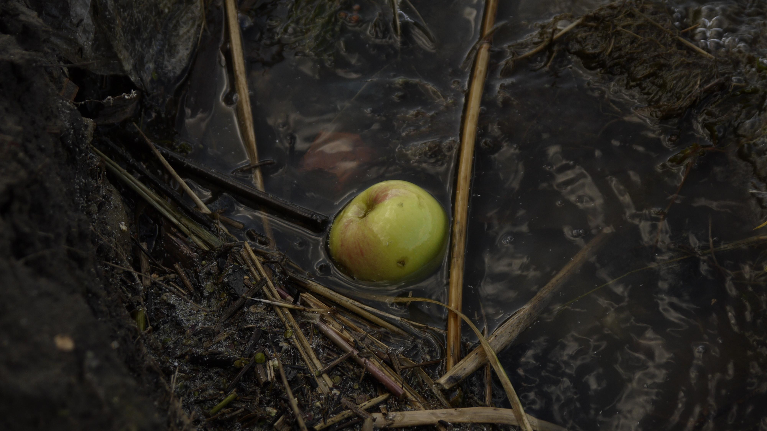 Этот прекрасный мир