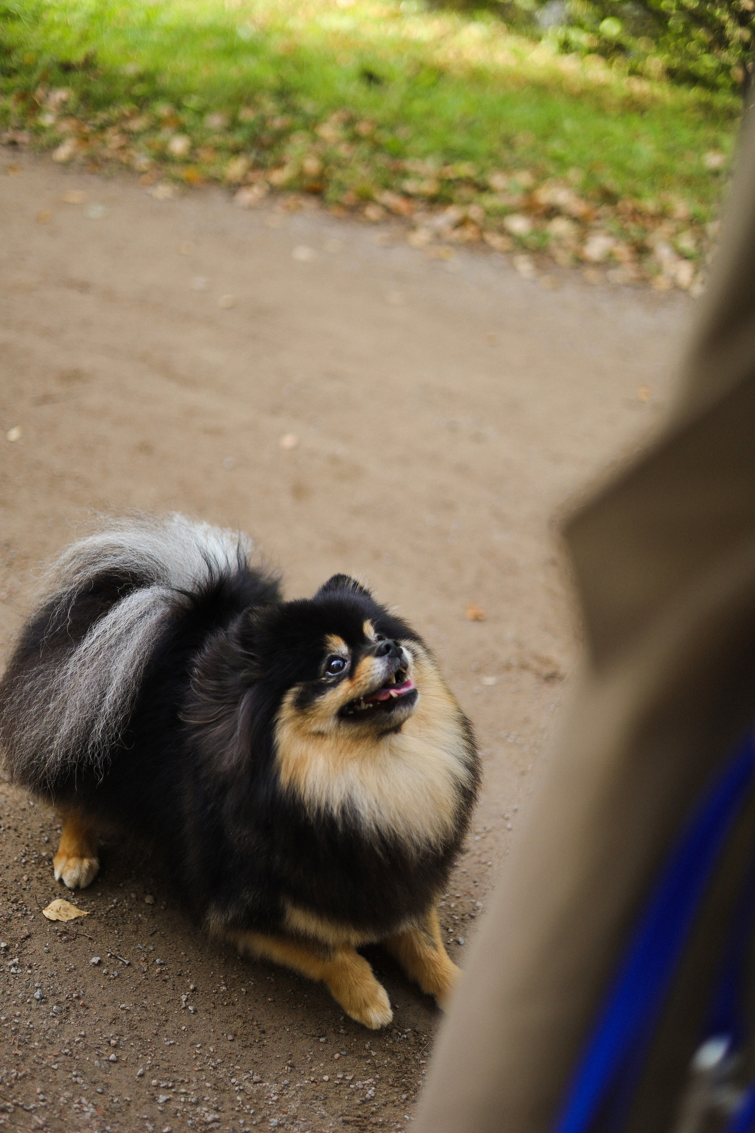Арчи и Анастасия. Фотограф-анималист Ксения Шевцова|Москва