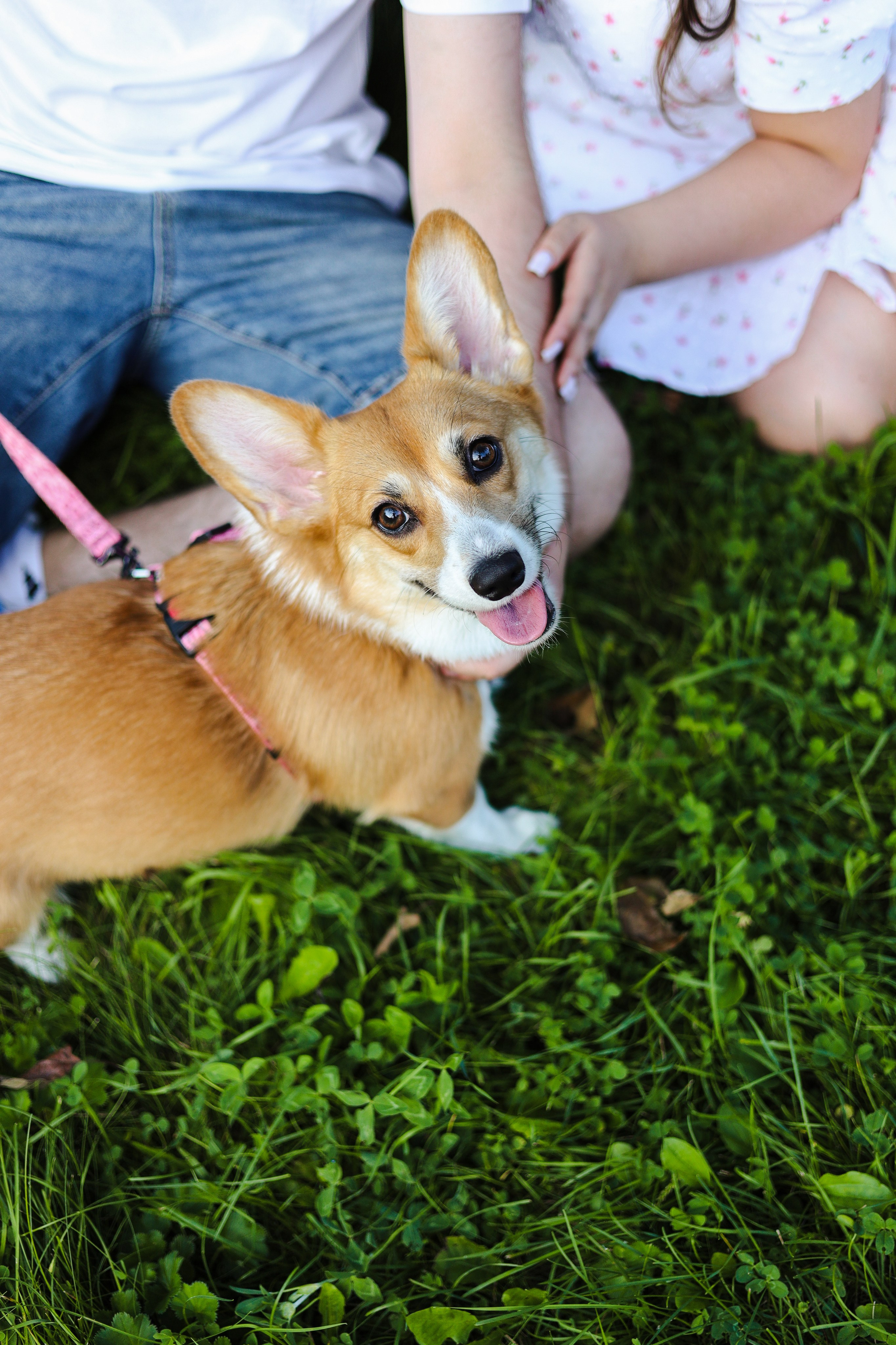 Эмили, Аня и Лёша. Фотограф-анималист Ксения Шевцова|Москва