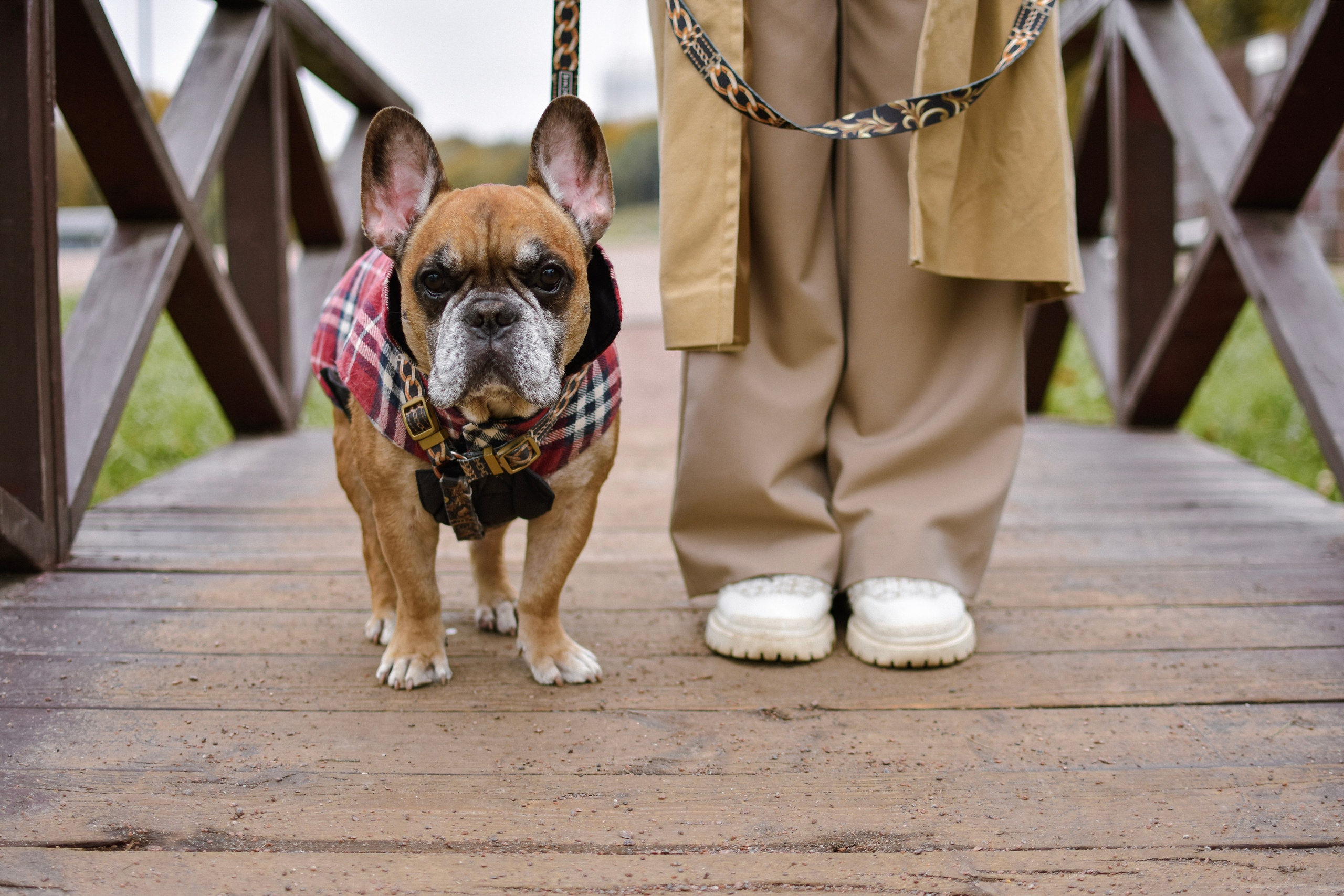 Форбс и Юля. Фотограф-анималист Ксения Шевцова|Москва