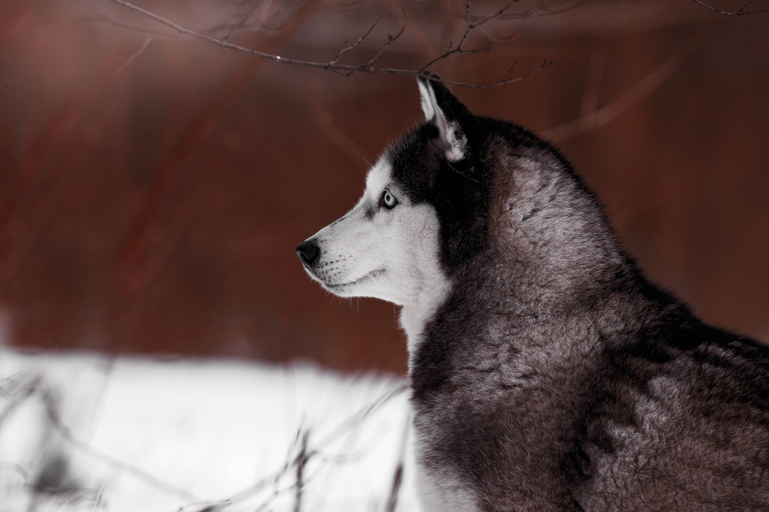 Шанель. Фотограф-анималист