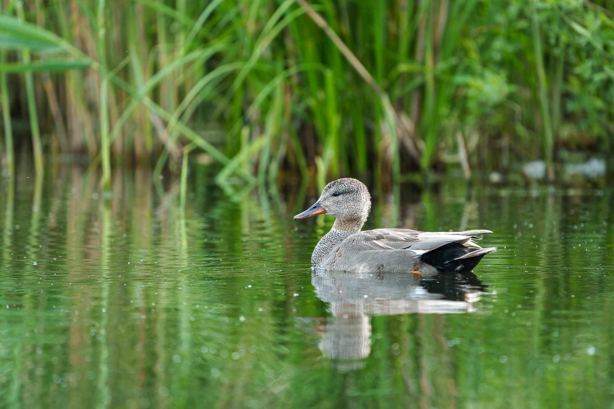 Удивительные мир птиц. Вокруг нас столько прекрасного — присмотритесь!. Ваш личный фотограф Марина Волкова