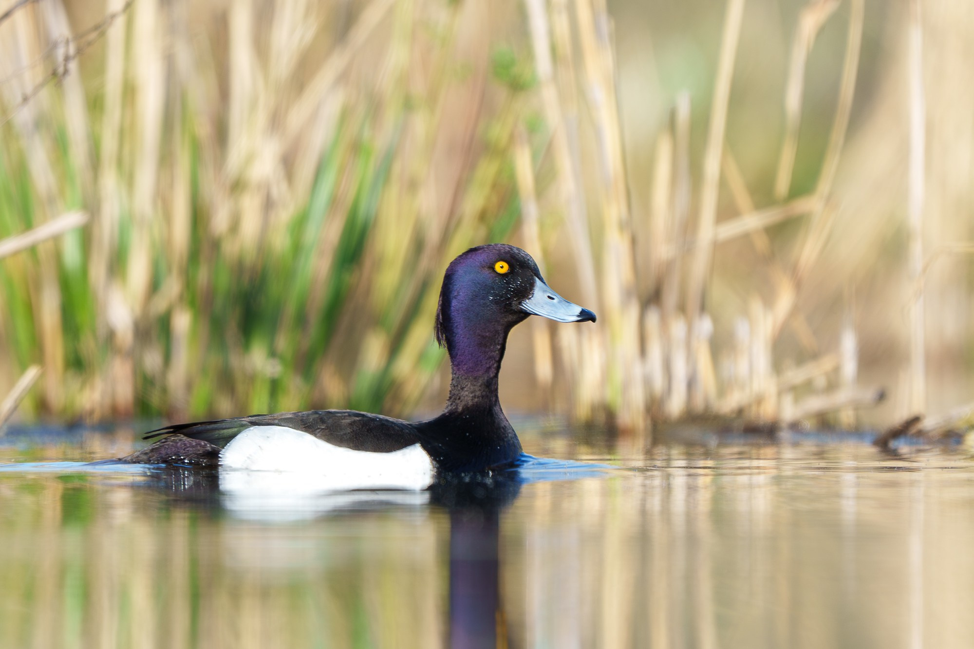 Удивительные мир птиц. Вокруг нас столько прекрасного — присмотритесь!. Ваш личный фотограф Марина Волкова