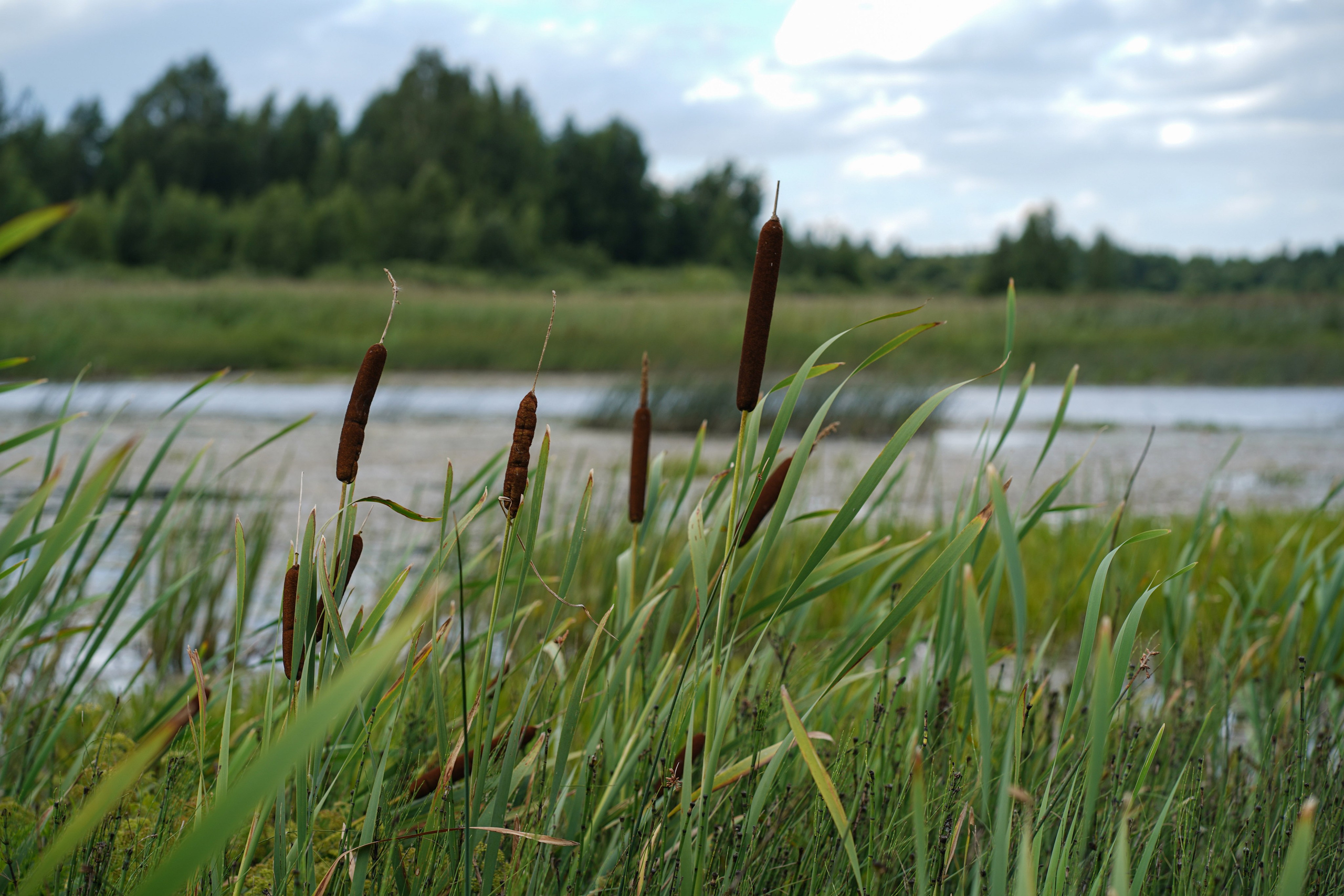 Фотокартины. Семейный фотограф Ирина Ильиных-Вольная в Москве и не только