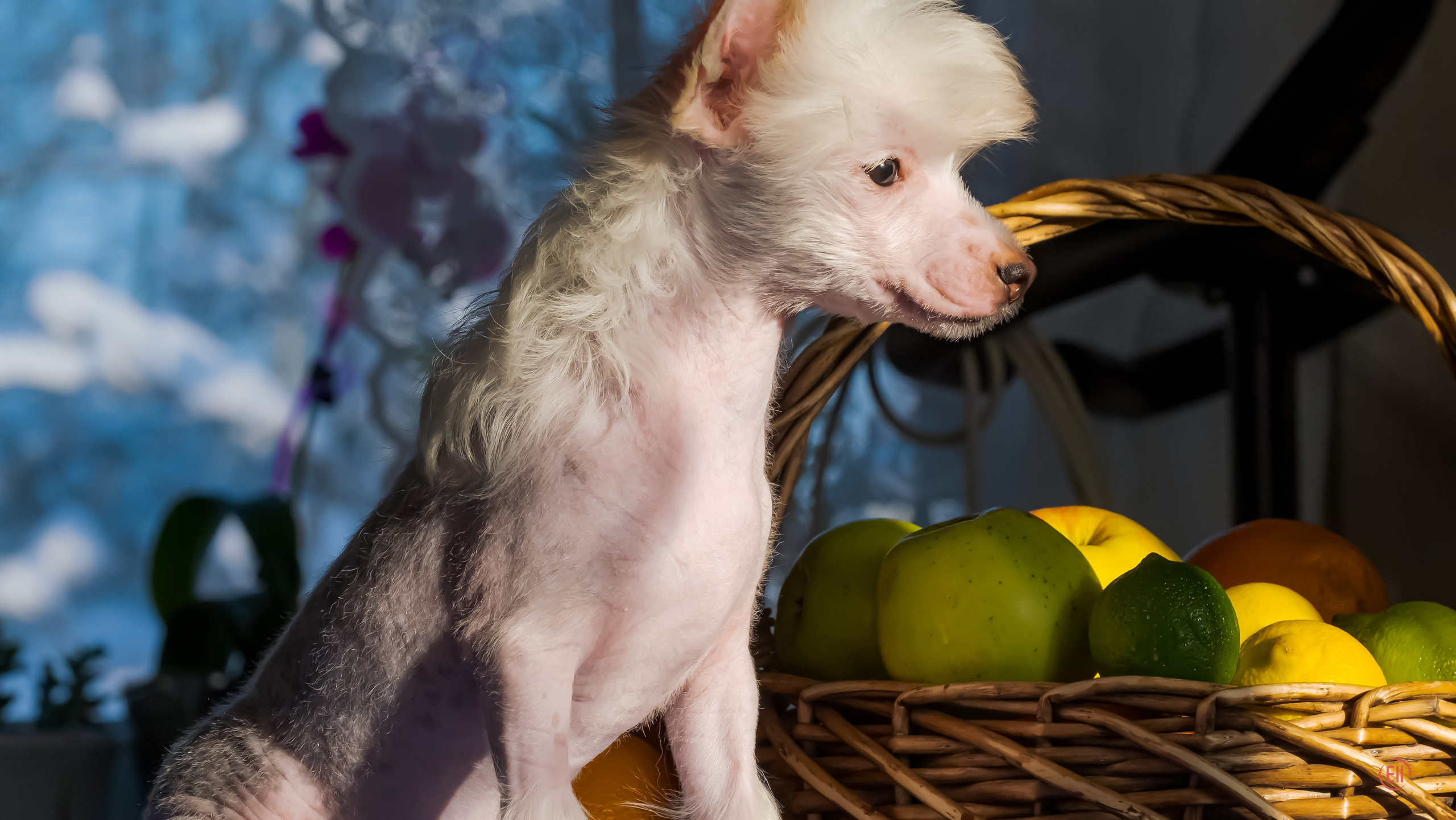 В гостях у питомника Show Galaktika. Питомник китайских хохлатых собак Poale Ell: купить щенка в питомнике