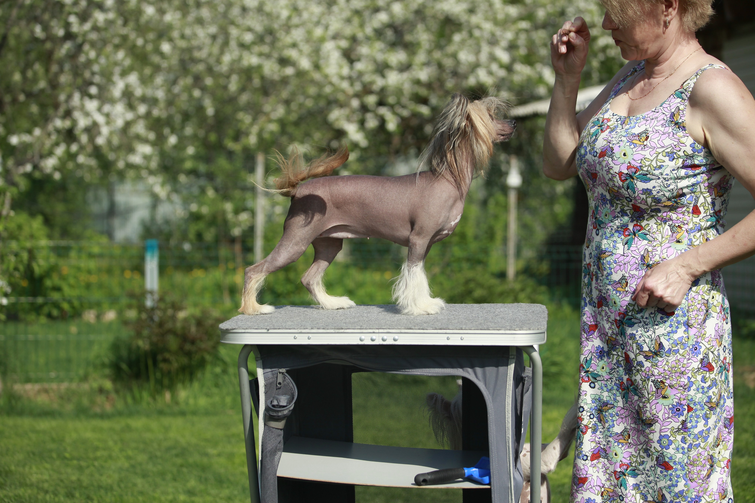 Фотосессия в Show Galaktika. Питомник китайских хохлатых собак Poale Ell: купить щенка в питомнике