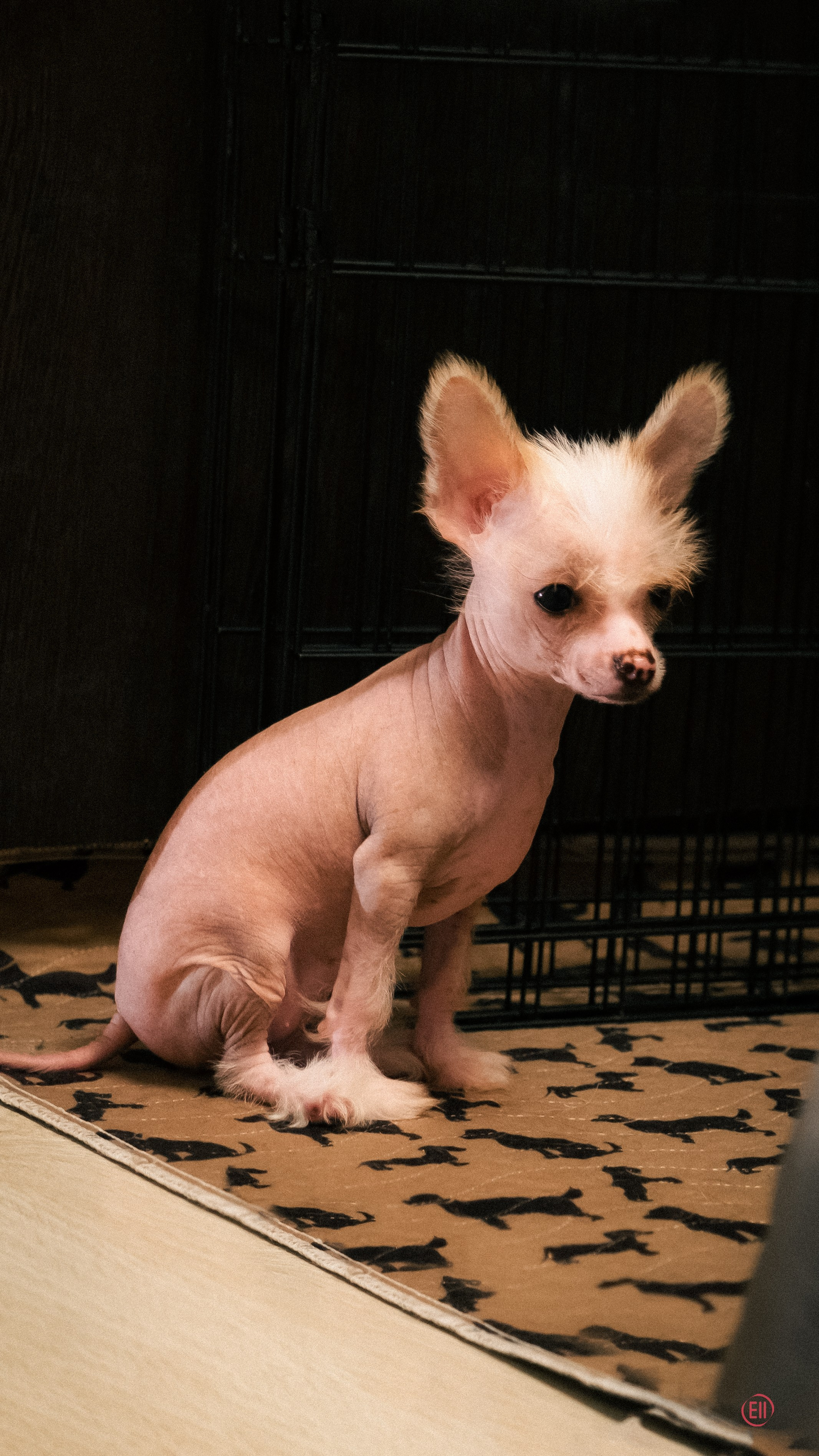 С наступающим 2026 Новым Годом!. Poale Ell Chinese Crested Dog Kennel: Buy a puppy from the kennel