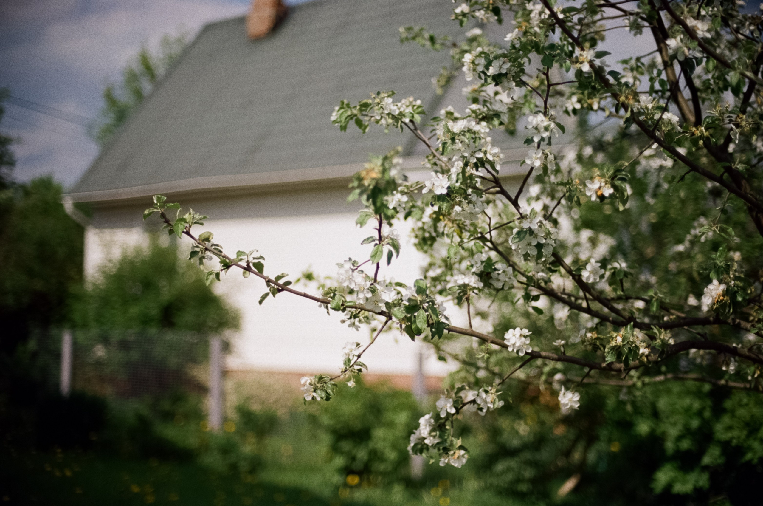 Nikon F100 — Micro-Nikkor-P.C Auto 55 mm f3.5 | май 2025 года | Давыдовское