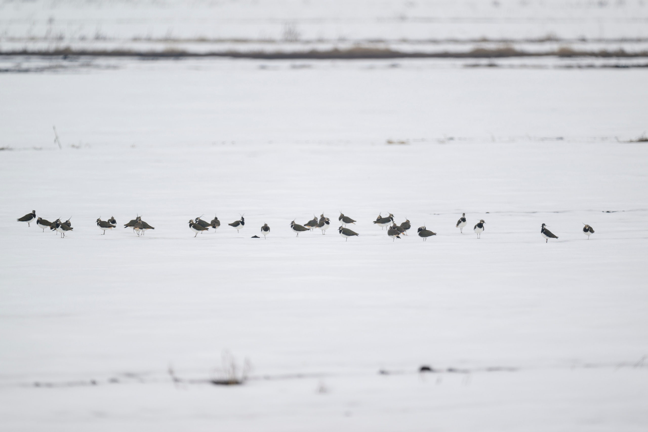 Кабан и бобер. Фотограф Сергей Пупонин